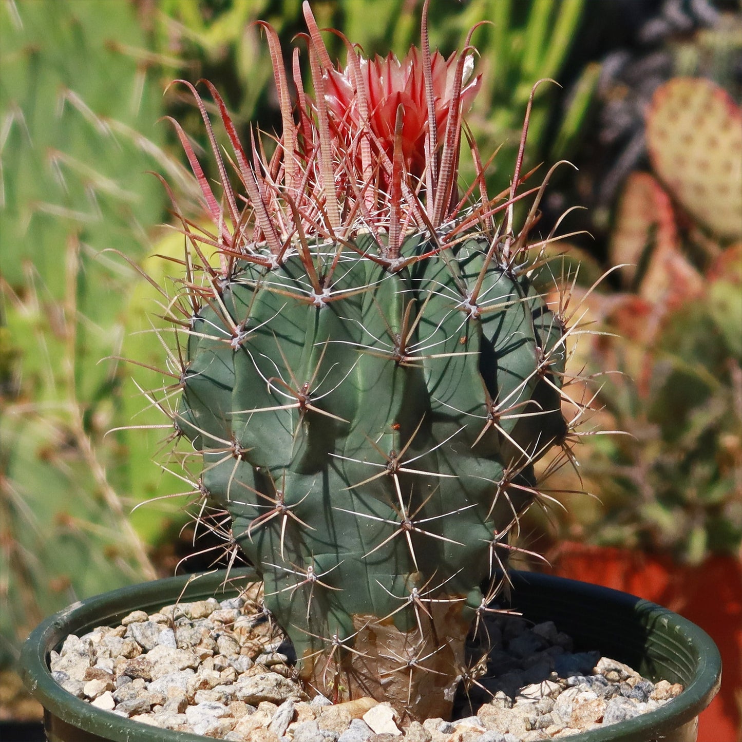 Fire Barrel Cactus – Ferocactus gracilis ‘Coloratus’