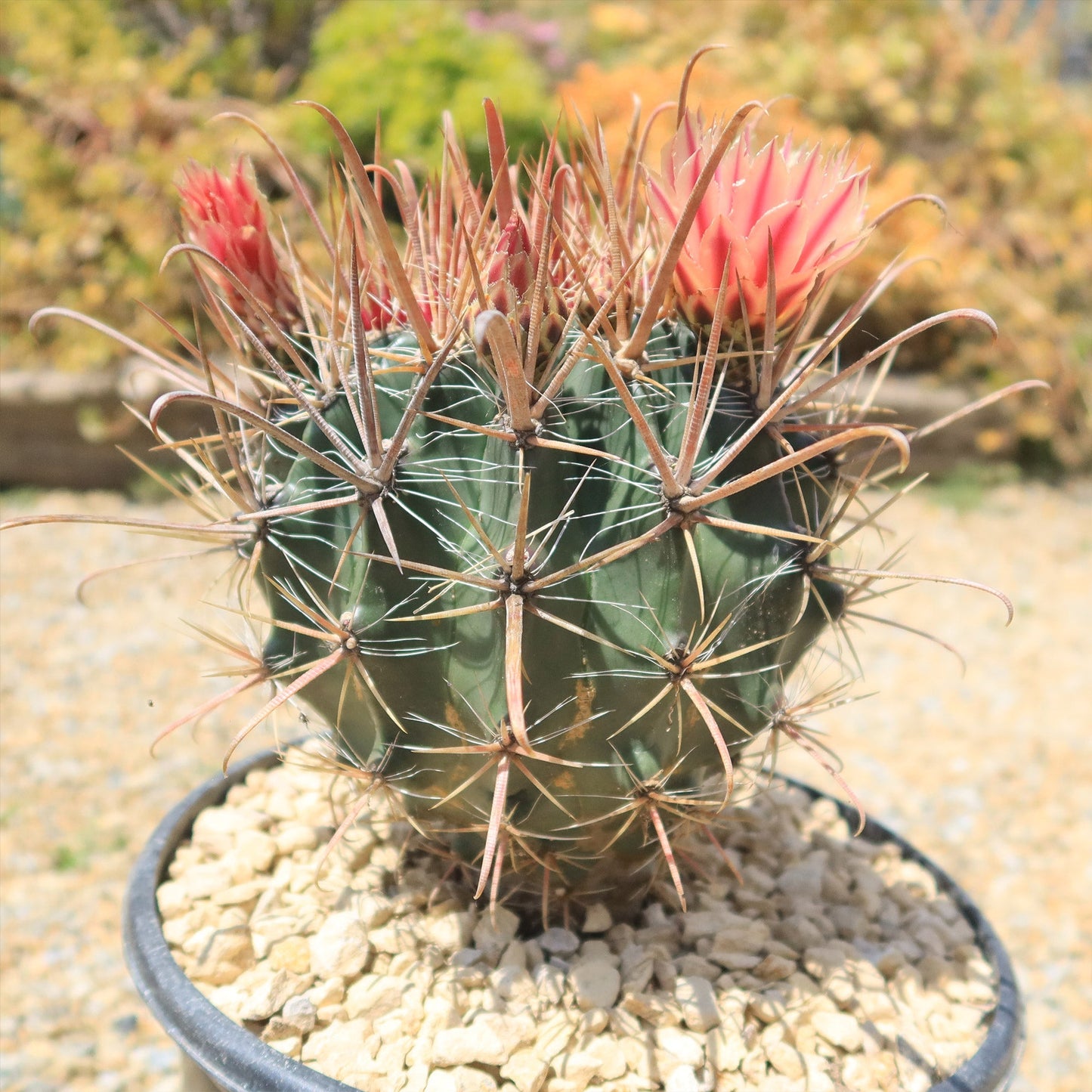 Fire Barrel Cactus – Ferocactus gracilis ‘Coloratus’