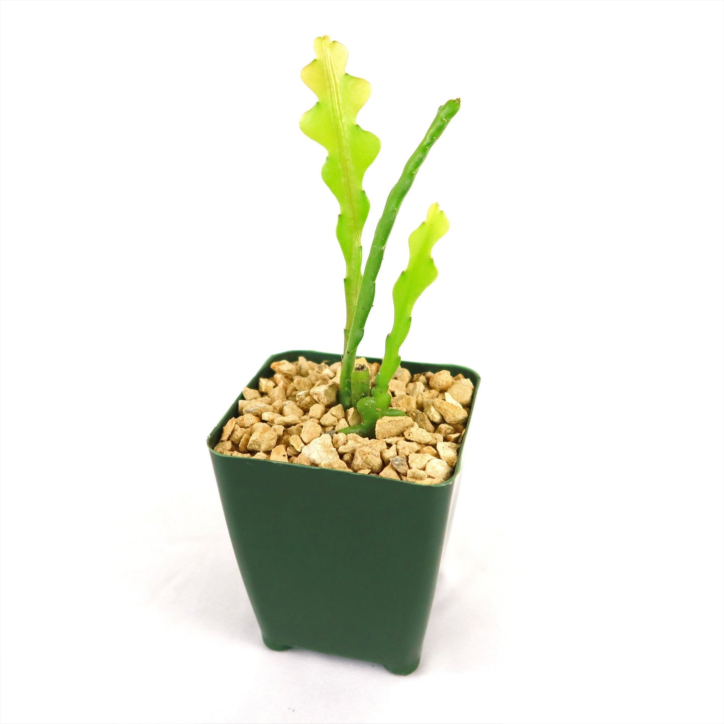 Fishbone Cactus ‘Selenicereus anthonyanus’ - Ric Rac Cactus
