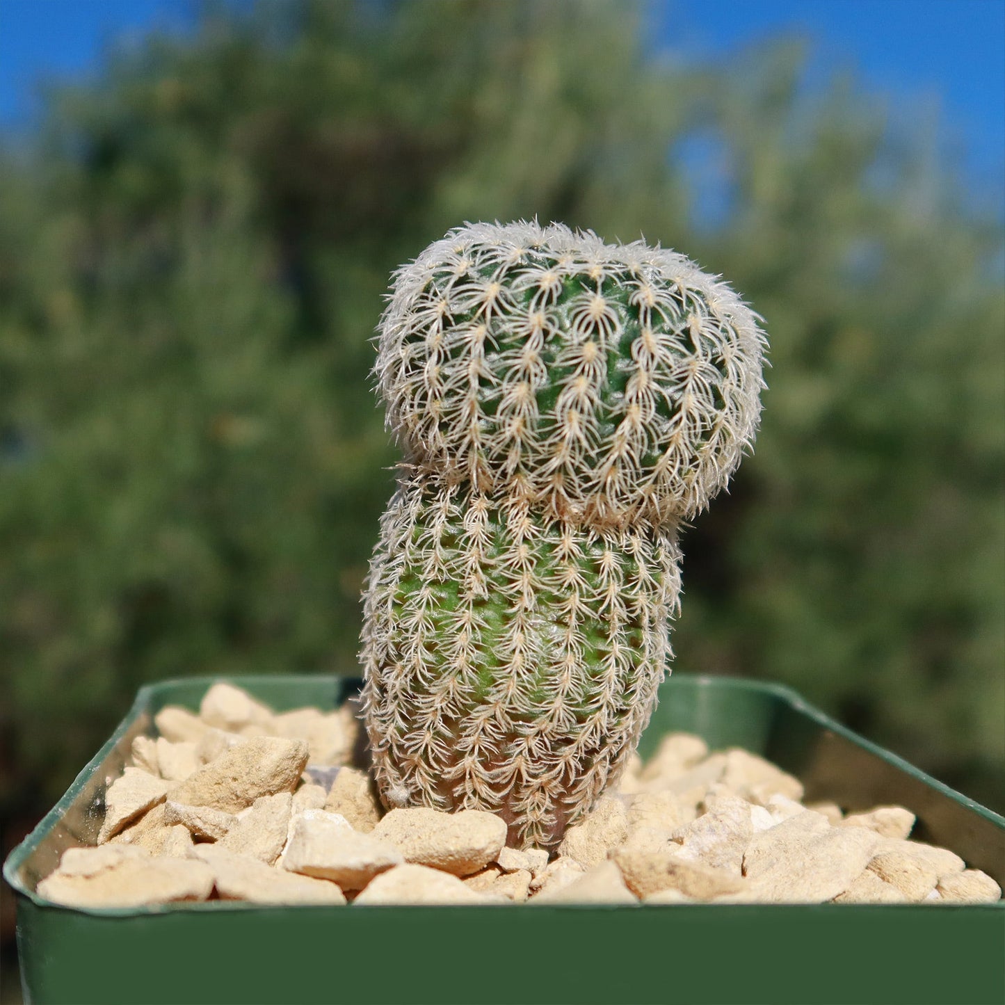 Frailea buenekeri subs.Densispina