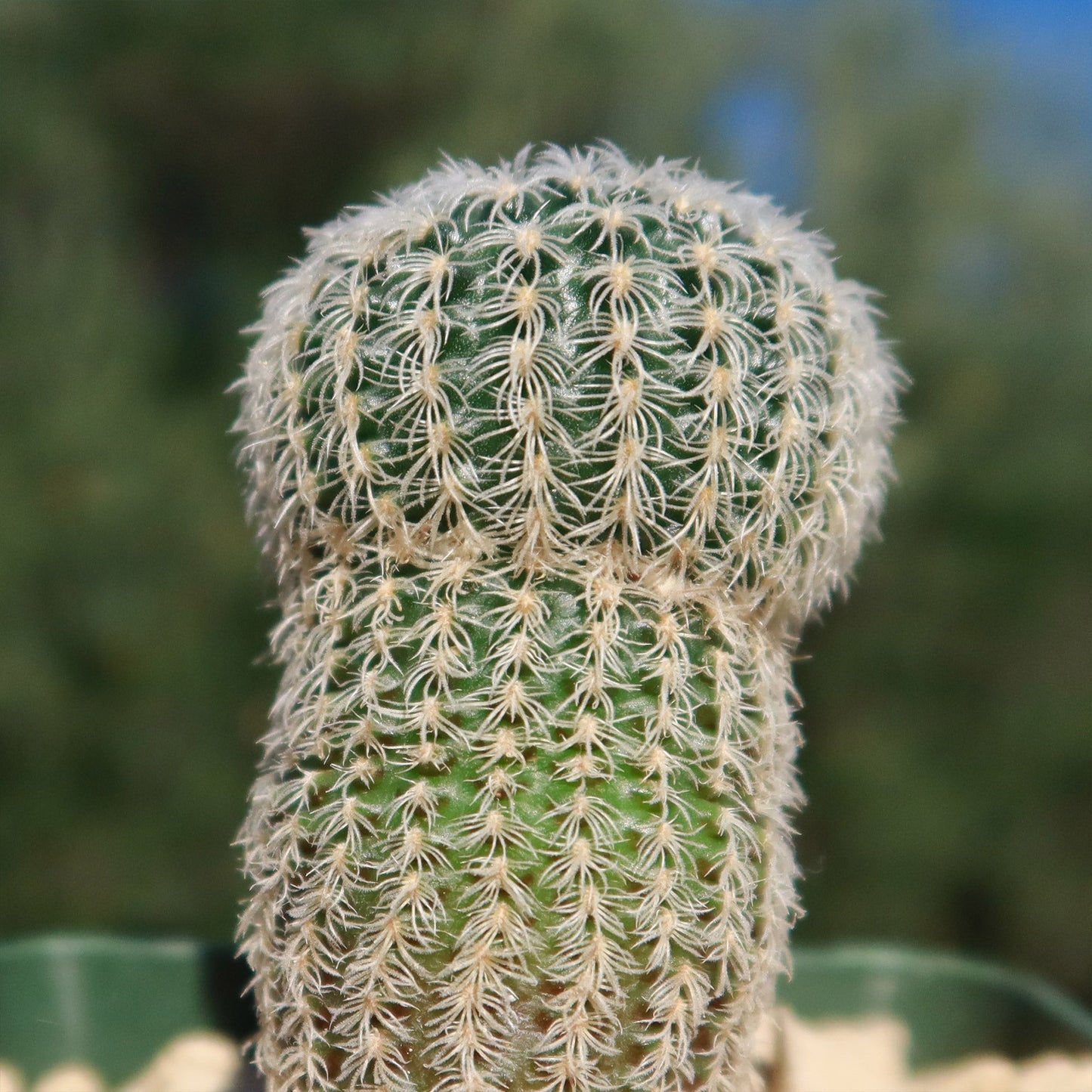 Frailea buenekeri subs.Densispina