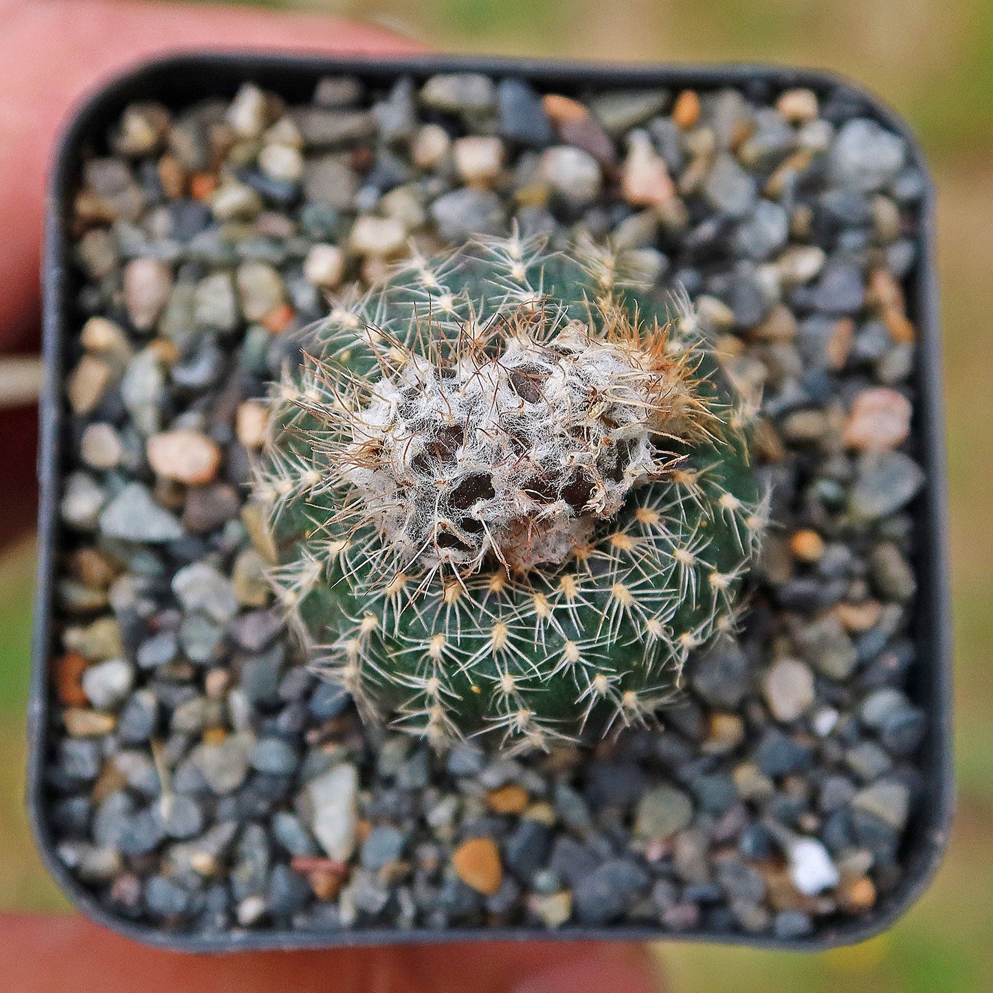 Frailea uhligiana