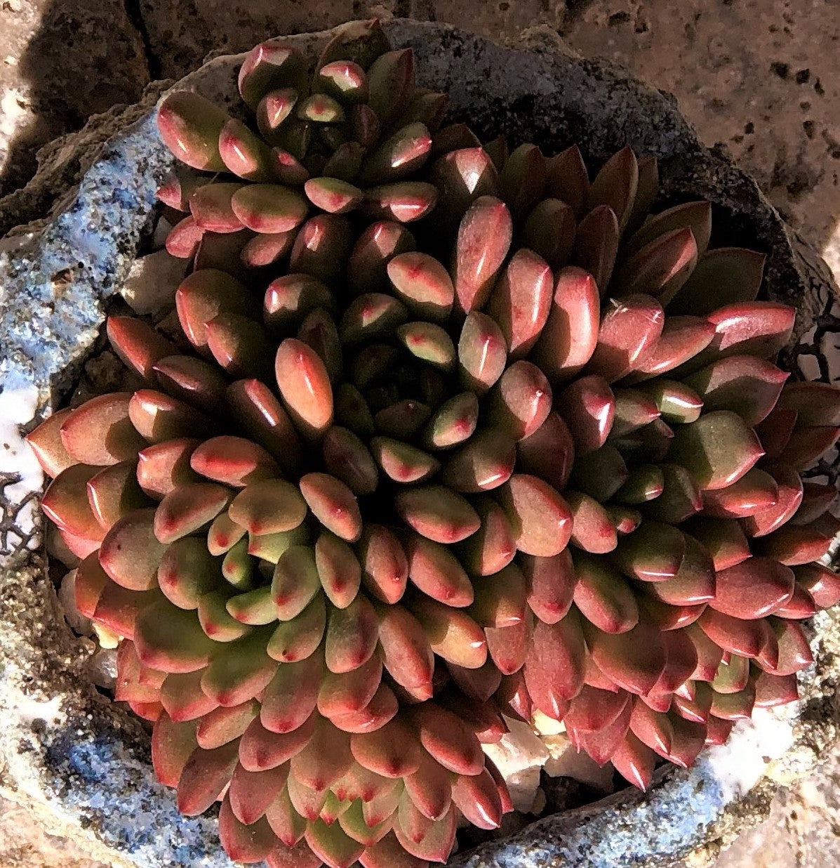 Graptoveria pink ruby/ bashful