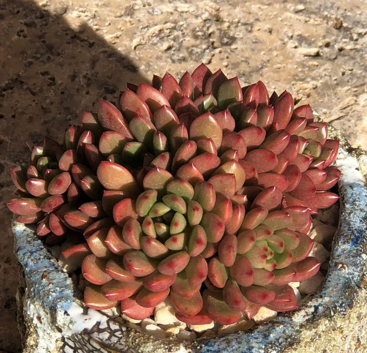 Graptoveria pink ruby/ bashful