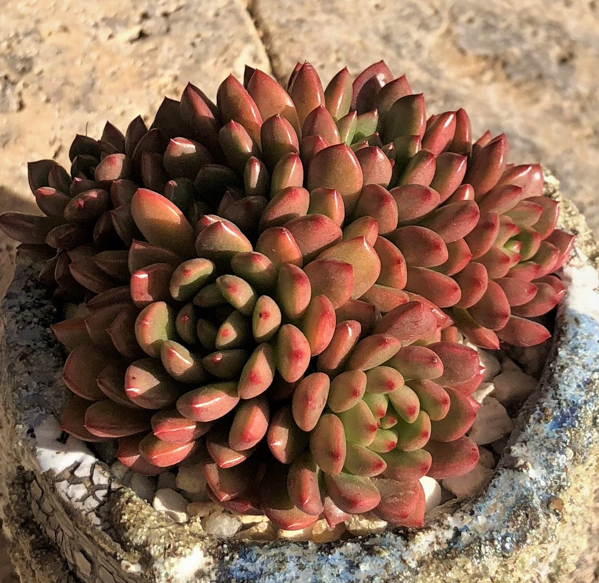 Graptoveria pink ruby/ bashful