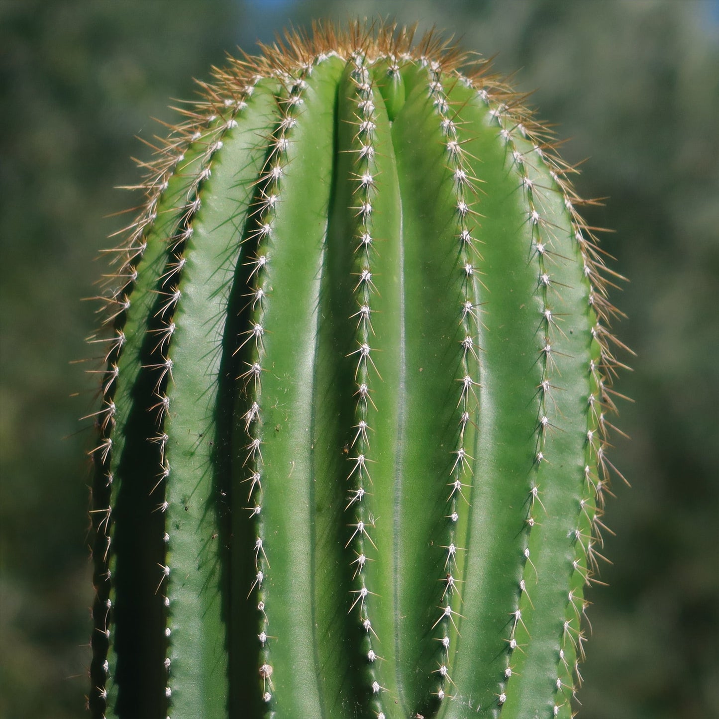 Golden Saguaro ‘Neobuxbaumia polylopha’