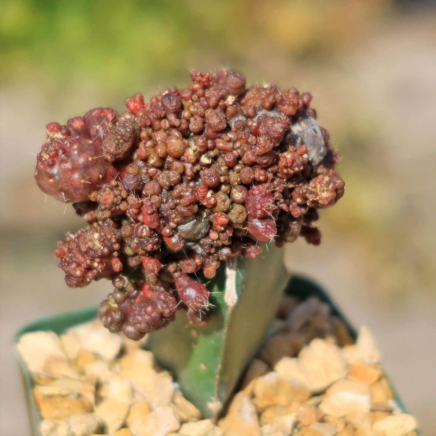 Grafted Echinopsis 'Chocolate' monstrose crested