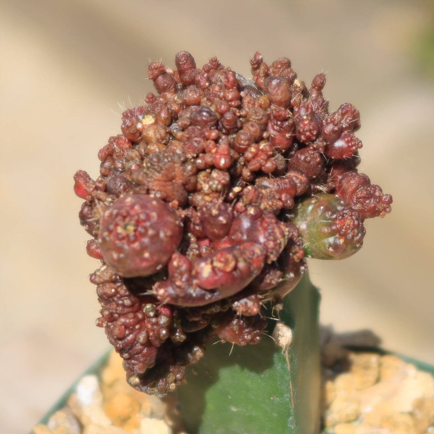 Grafted Echinopsis 'Chocolate' monstrose crested
