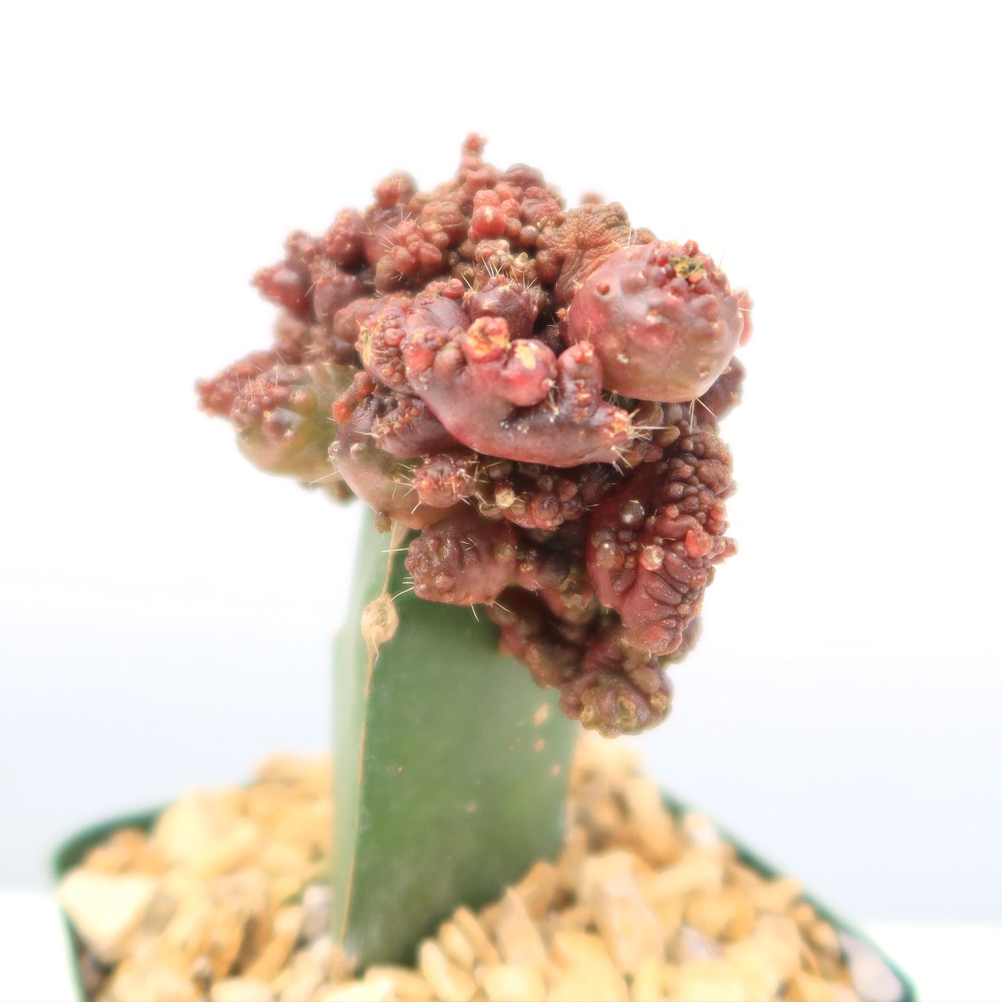 Grafted Echinopsis 'Chocolate' monstrose crested