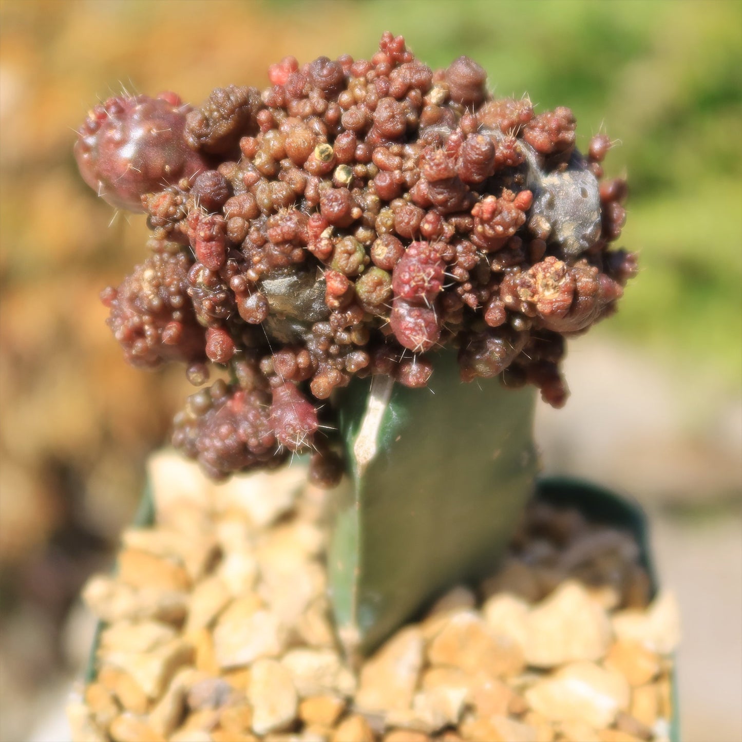 Grafted Echinopsis 'Chocolate' monstrose crested