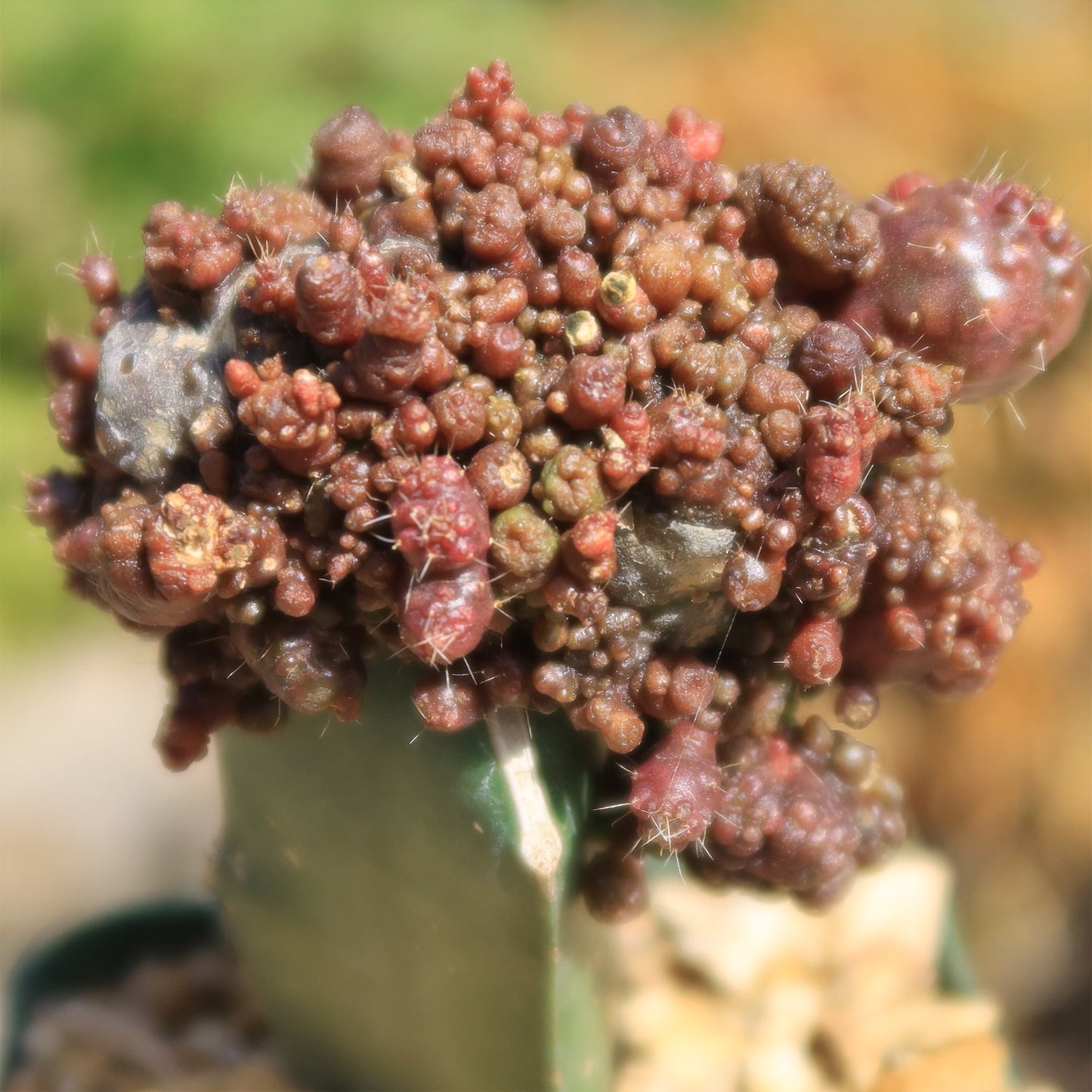 Grafted Echinopsis 'Chocolate' monstrose crested