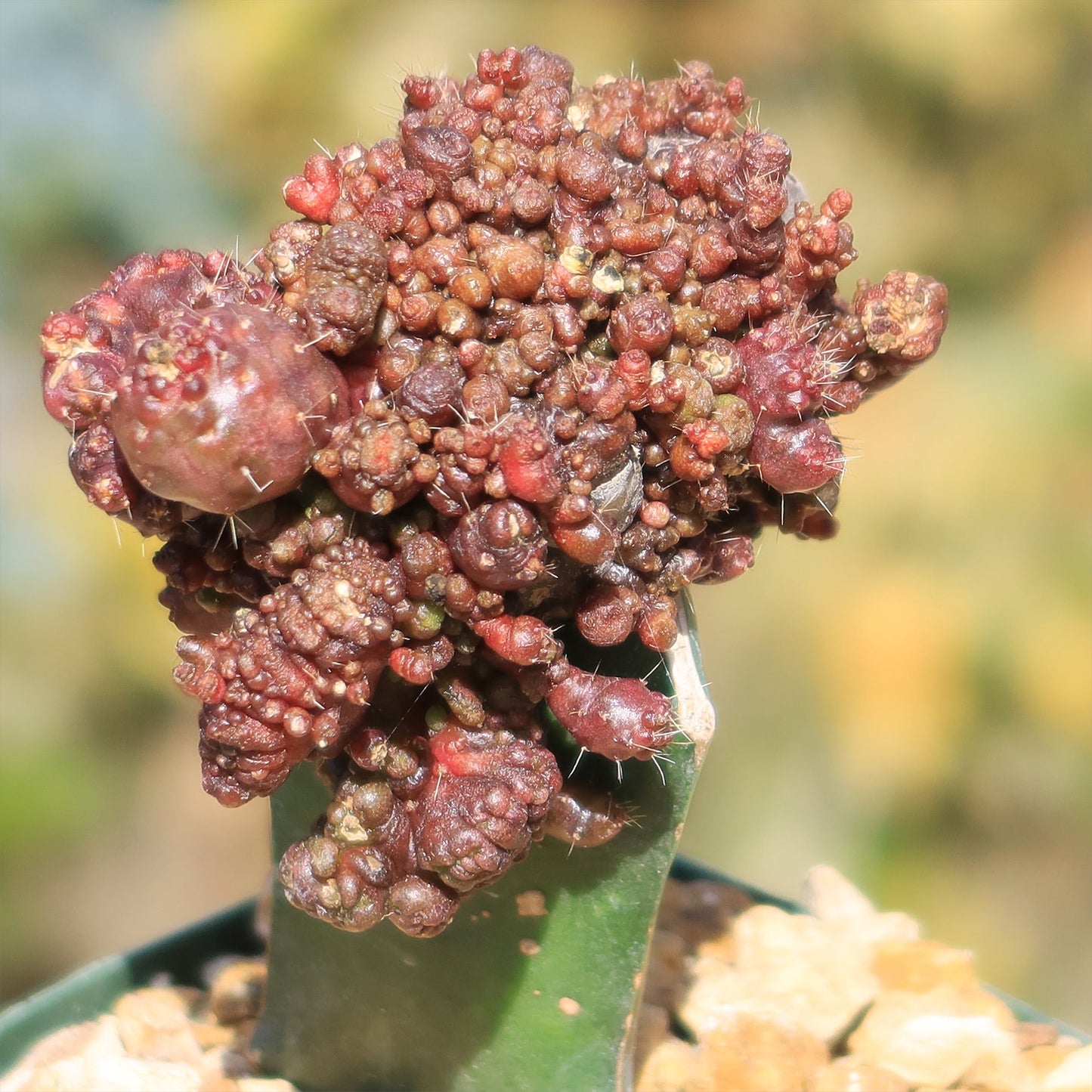 Grafted Echinopsis 'Chocolate' monstrose crested