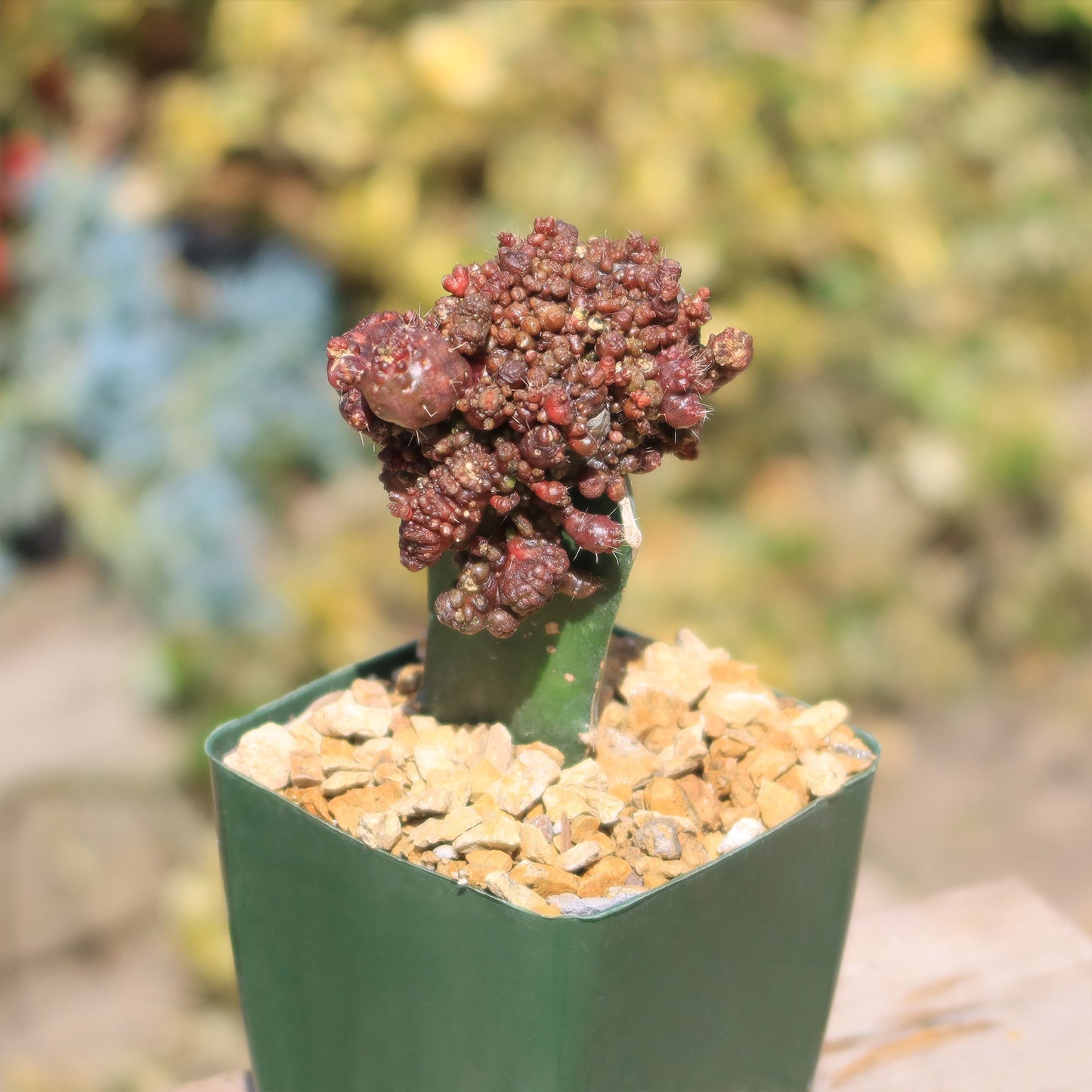 Grafted Echinopsis 'Chocolate' monstrose crested