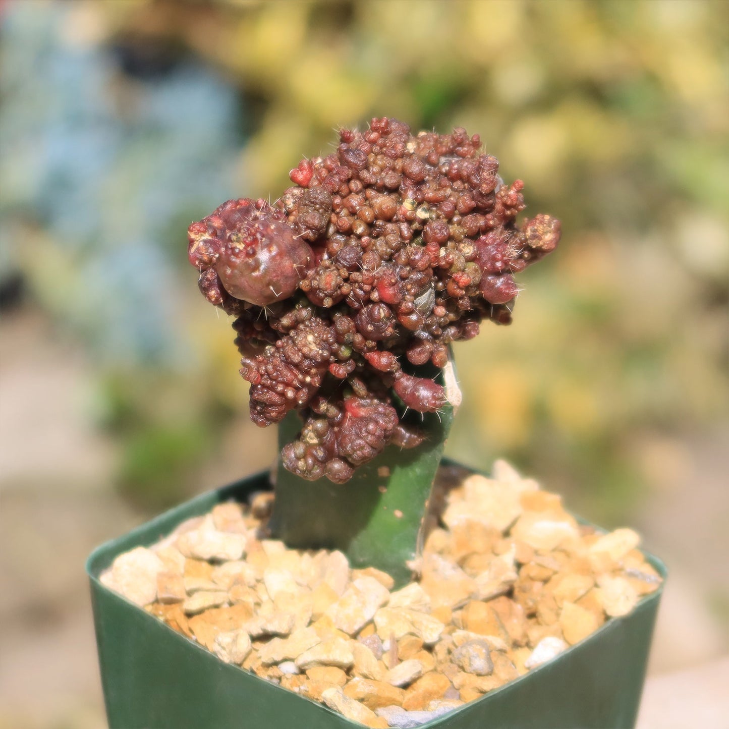 Grafted Echinopsis 'Chocolate' monstrose crested