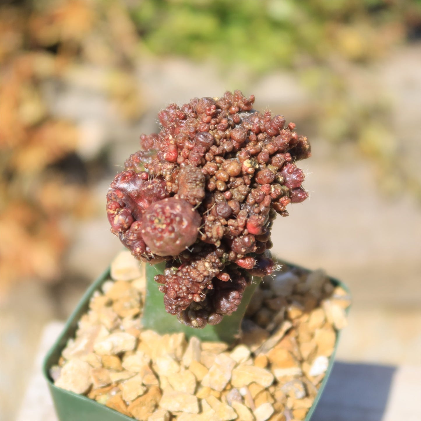 Grafted Echinopsis 'Chocolate' monstrose crested