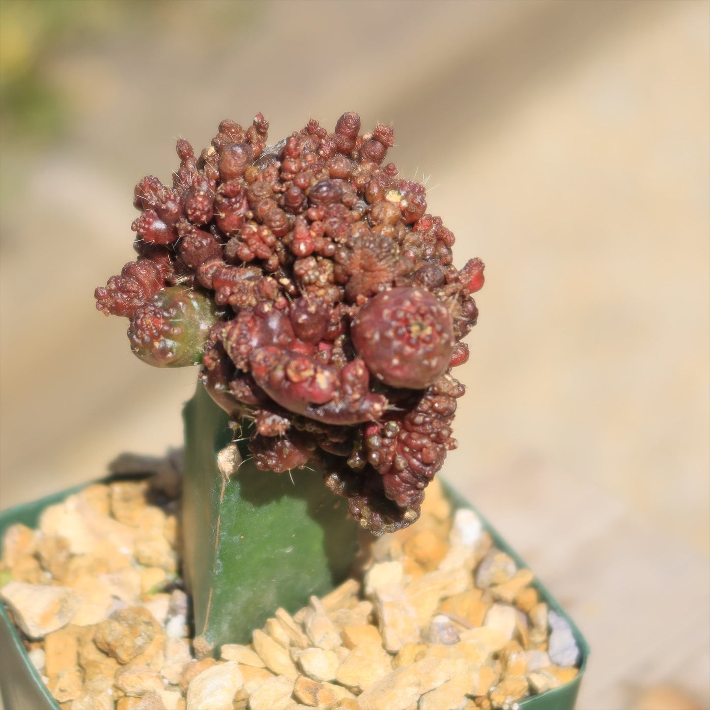 Grafted Echinopsis 'Chocolate' monstrose crested