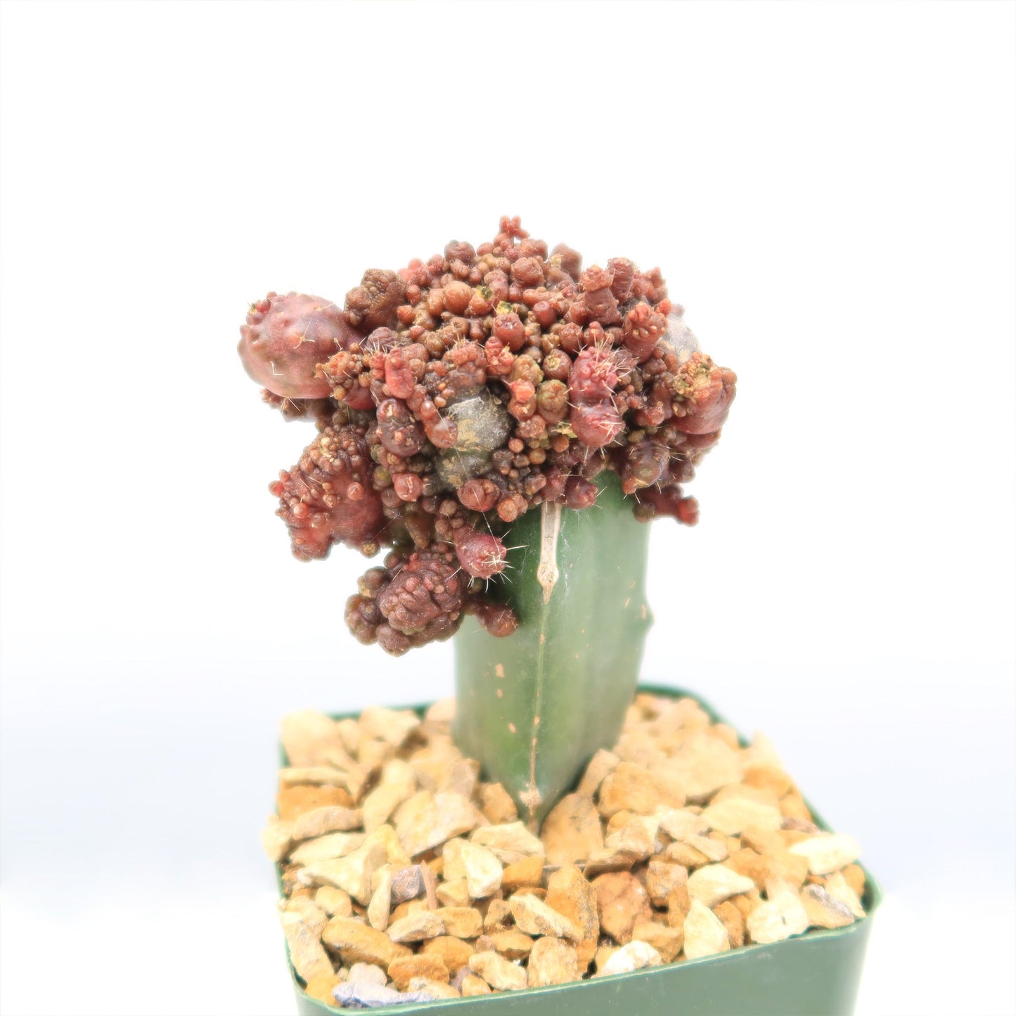 Grafted Echinopsis 'Chocolate' monstrose crested