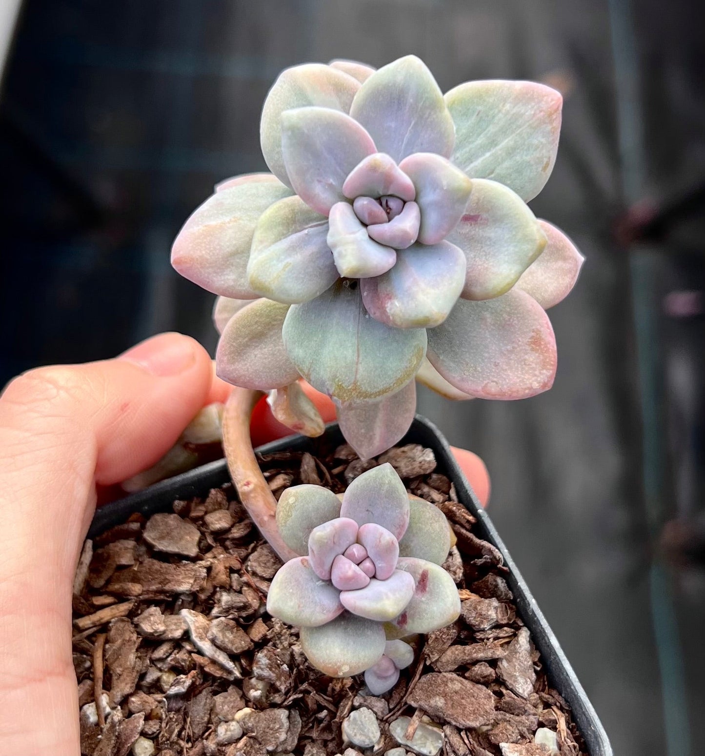 G. p. bernalense monstrose - Cutting x 1