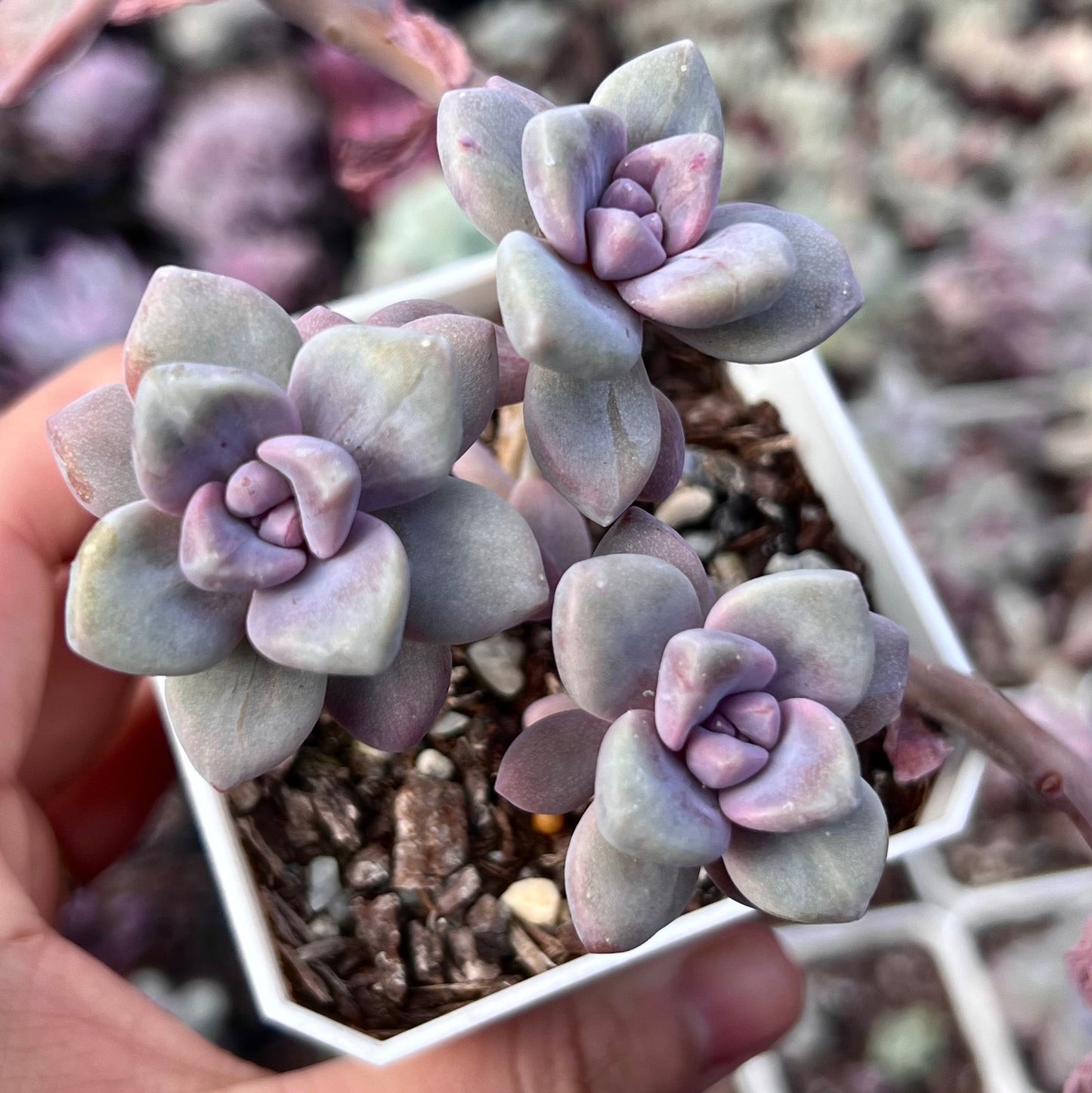 G. p. bernalense monstrose - Cutting x 1