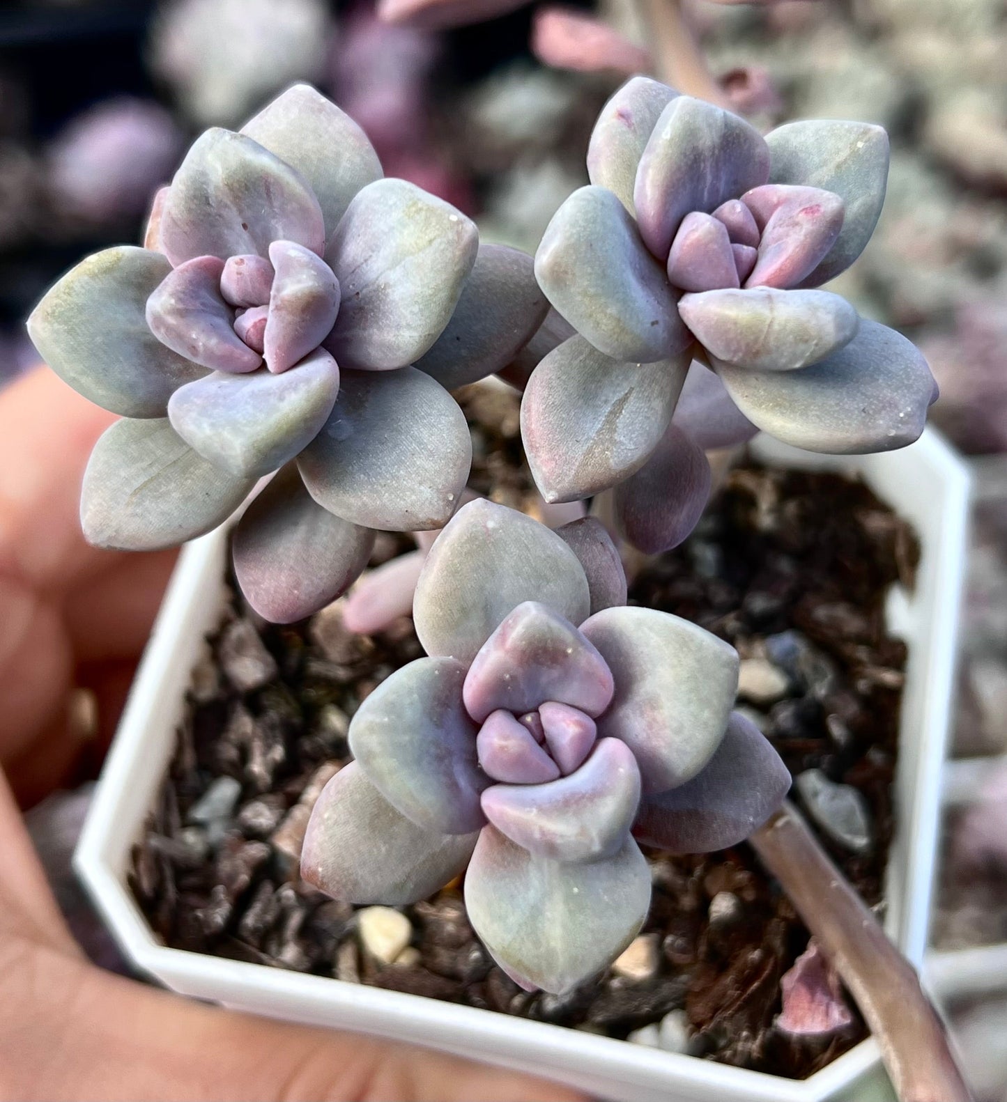 G. p. bernalense monstrose - Cutting x 1