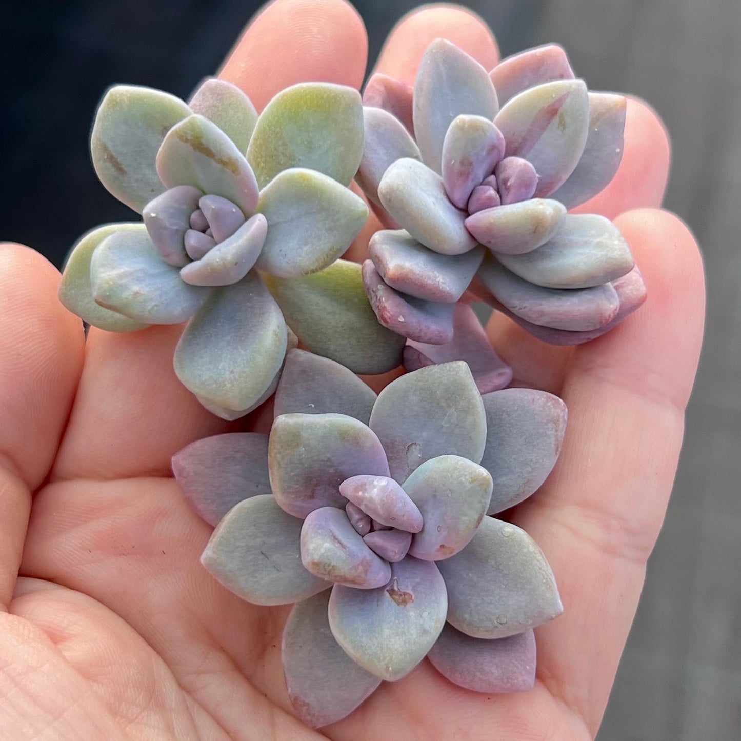 G. p. bernalense monstrose - Cutting x 1
