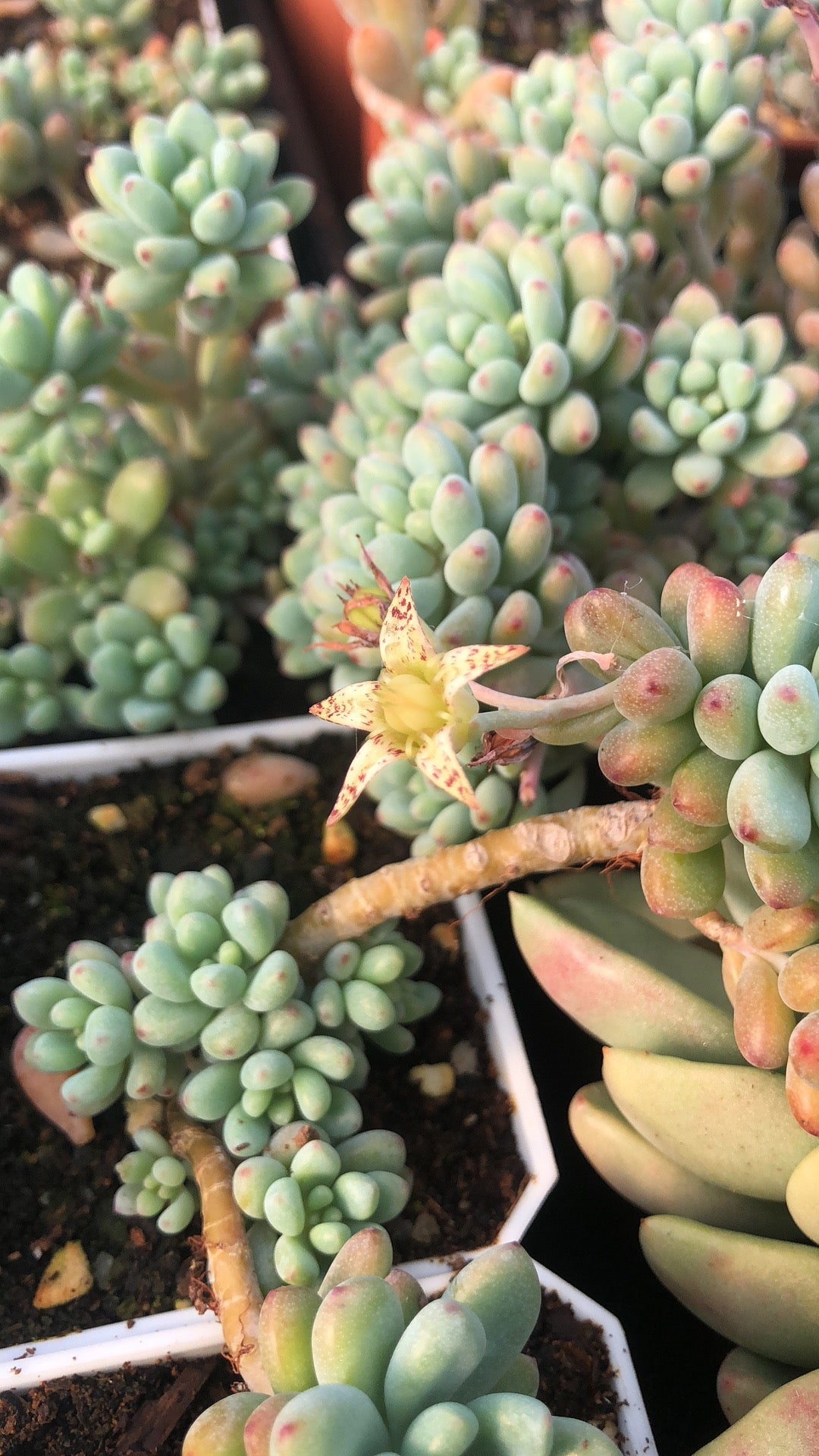 Graptopetalum Microcalyx