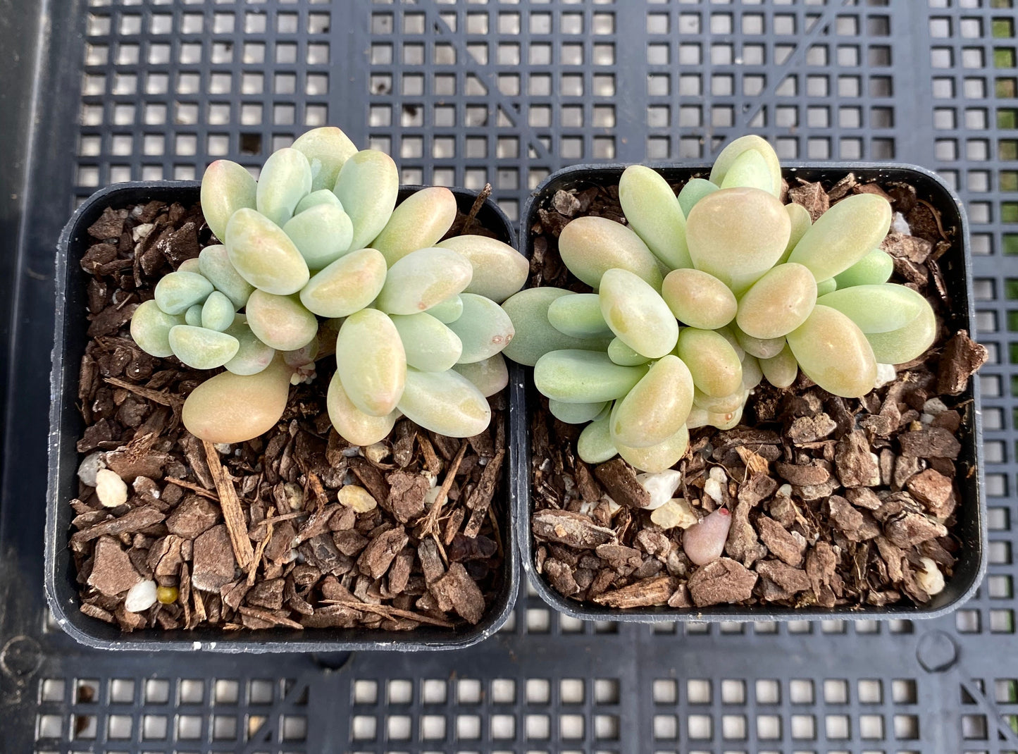 Graptosedum miul