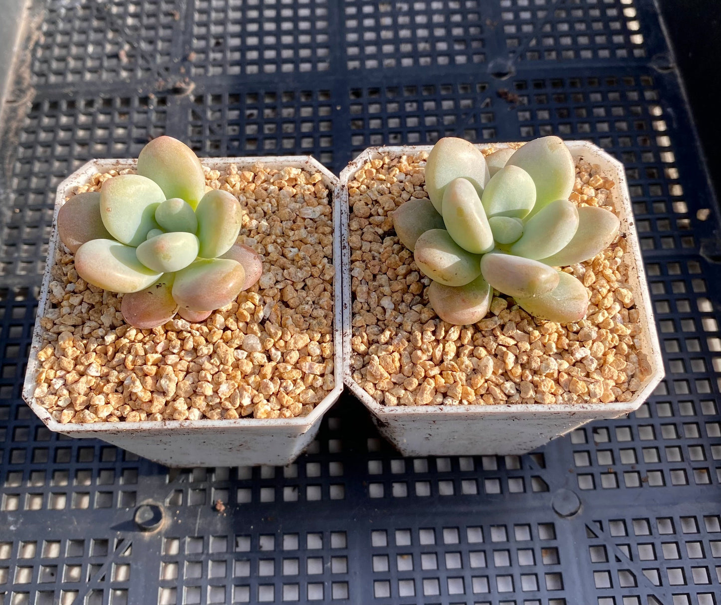 Graptosedum miul