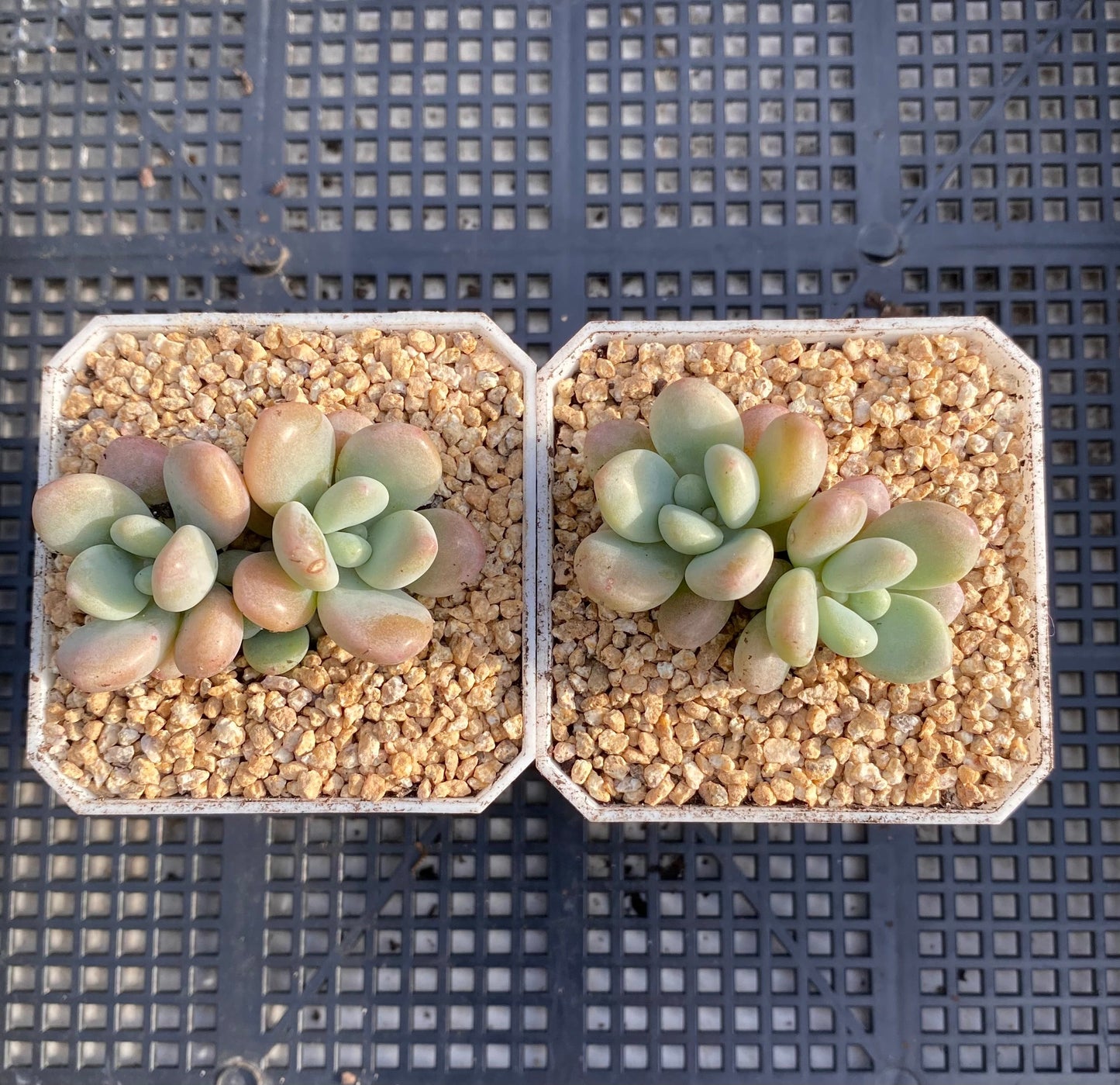 Graptosedum miul