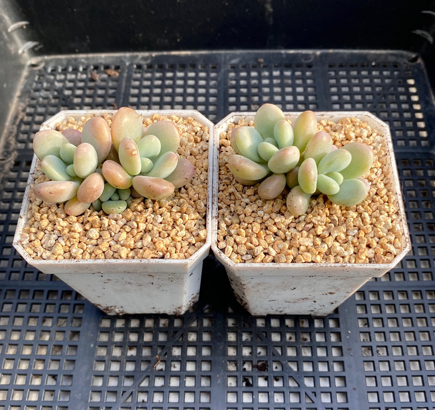 Graptosedum miul
