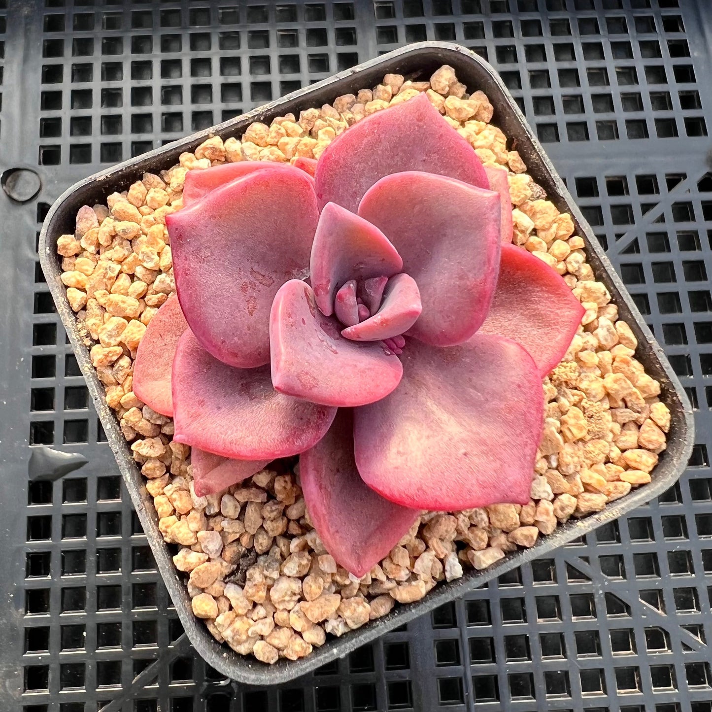 Graptoveria Mrs Richards Gypsy