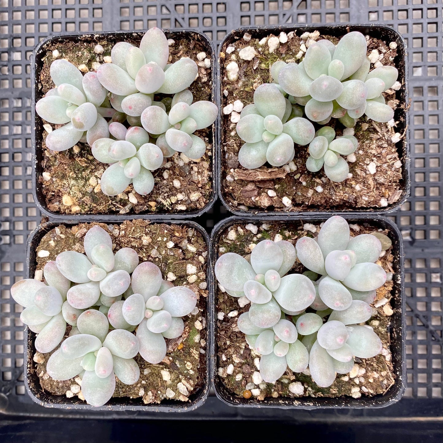 Pachyphytum orange snowball