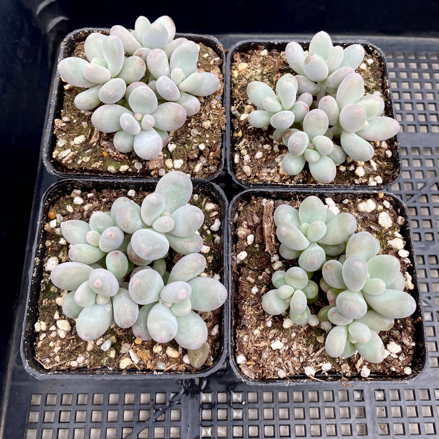 Pachyphytum orange snowball