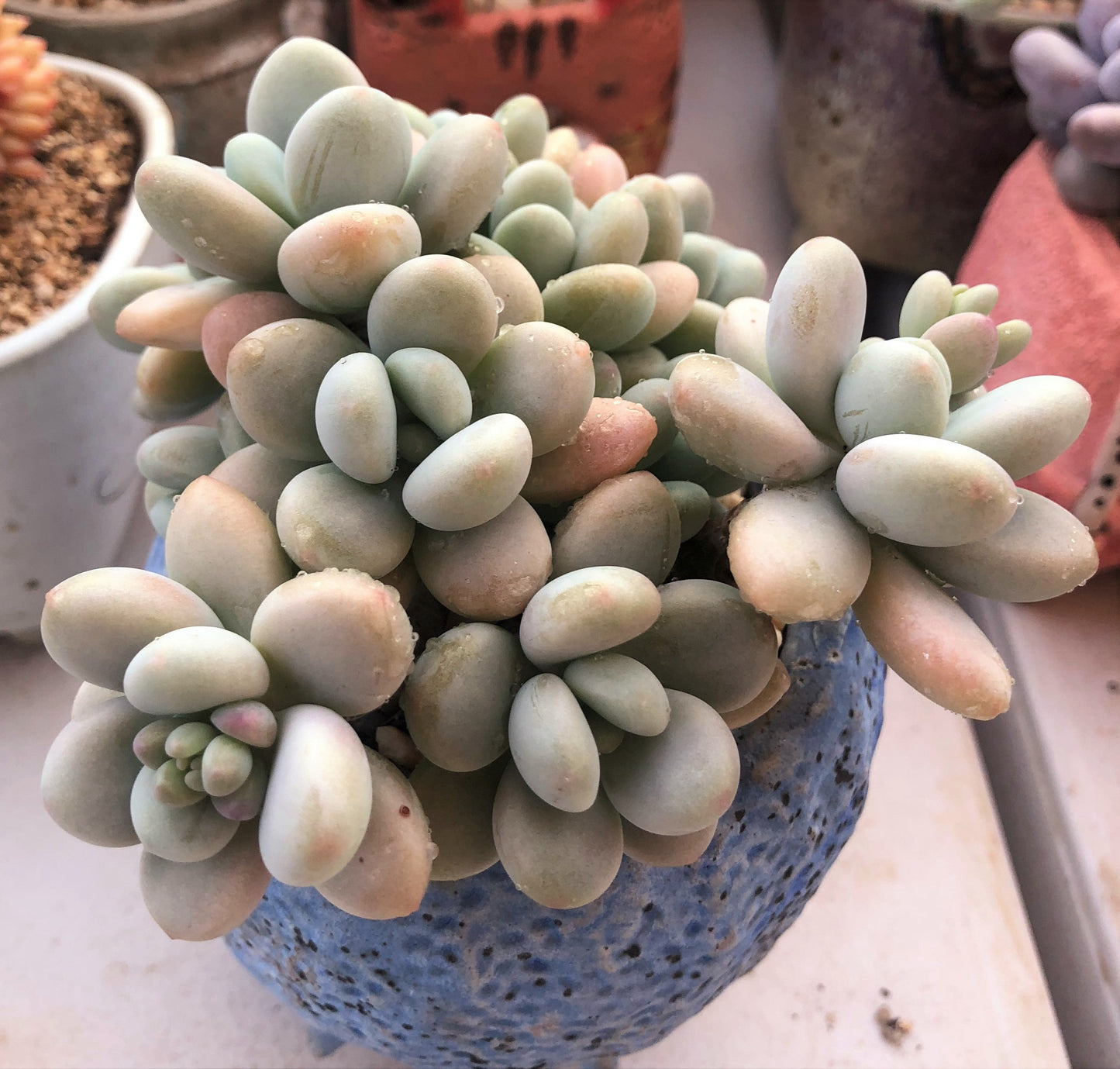 Graptosedum miul