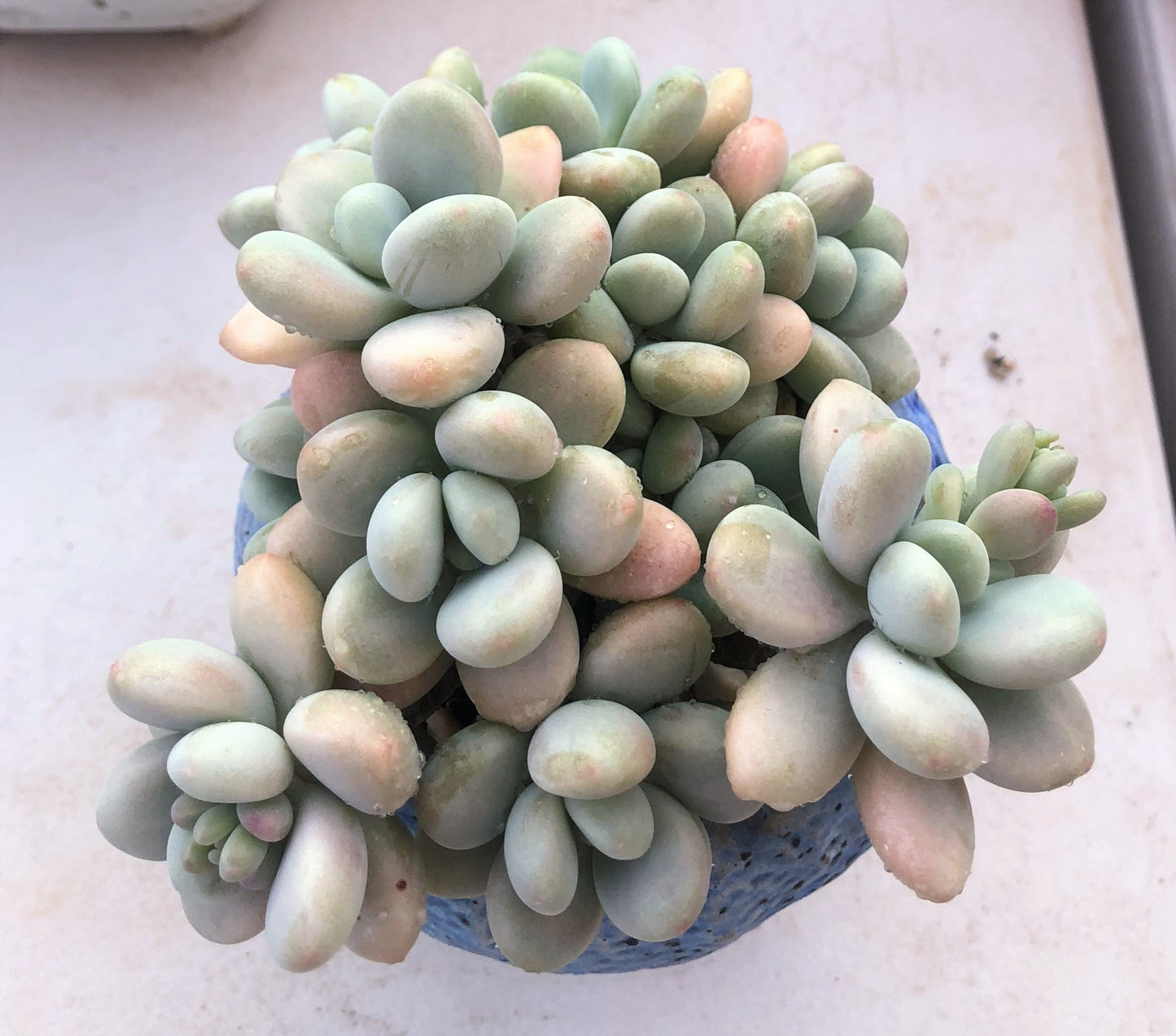 Graptosedum miul