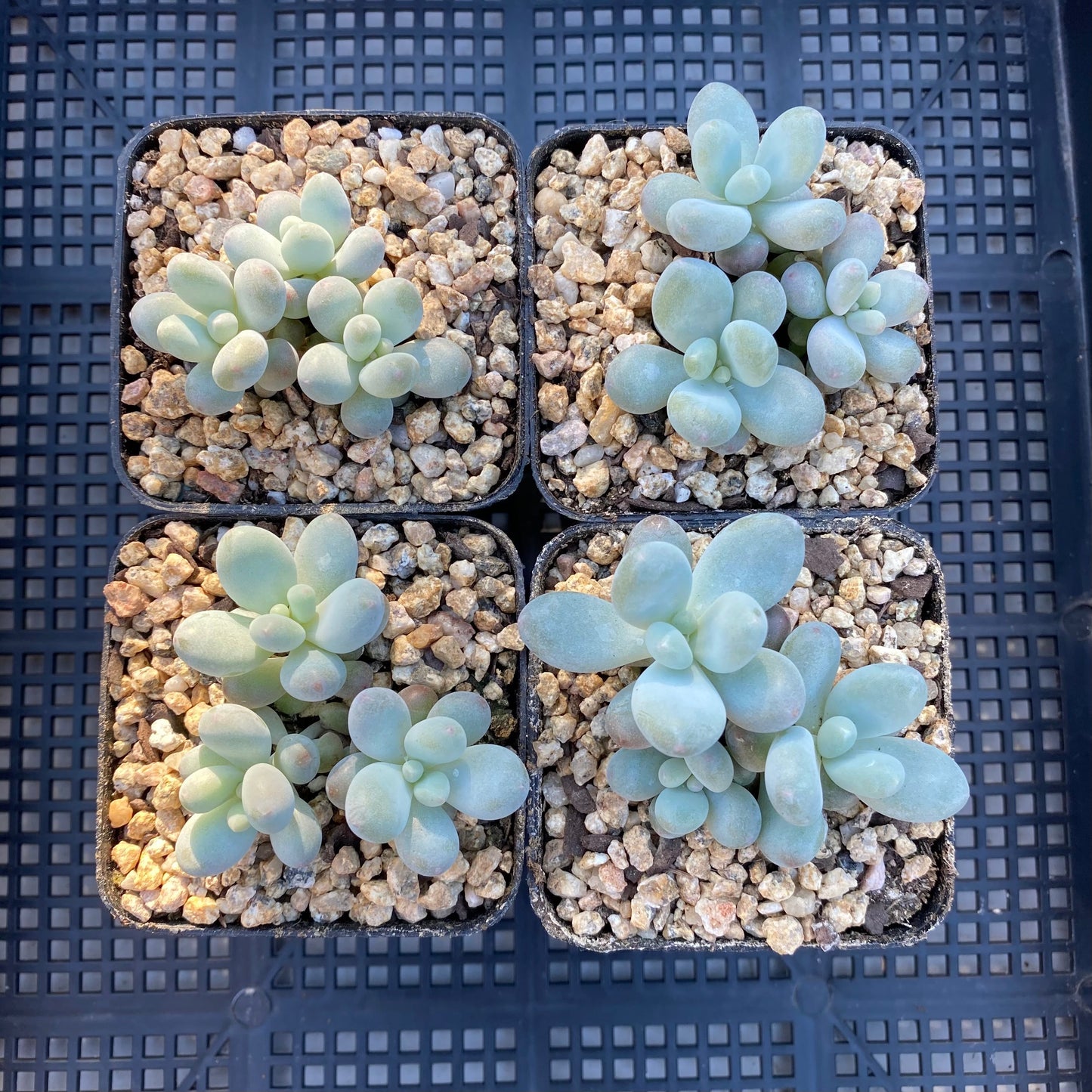 Pachyphytum orange snowball
