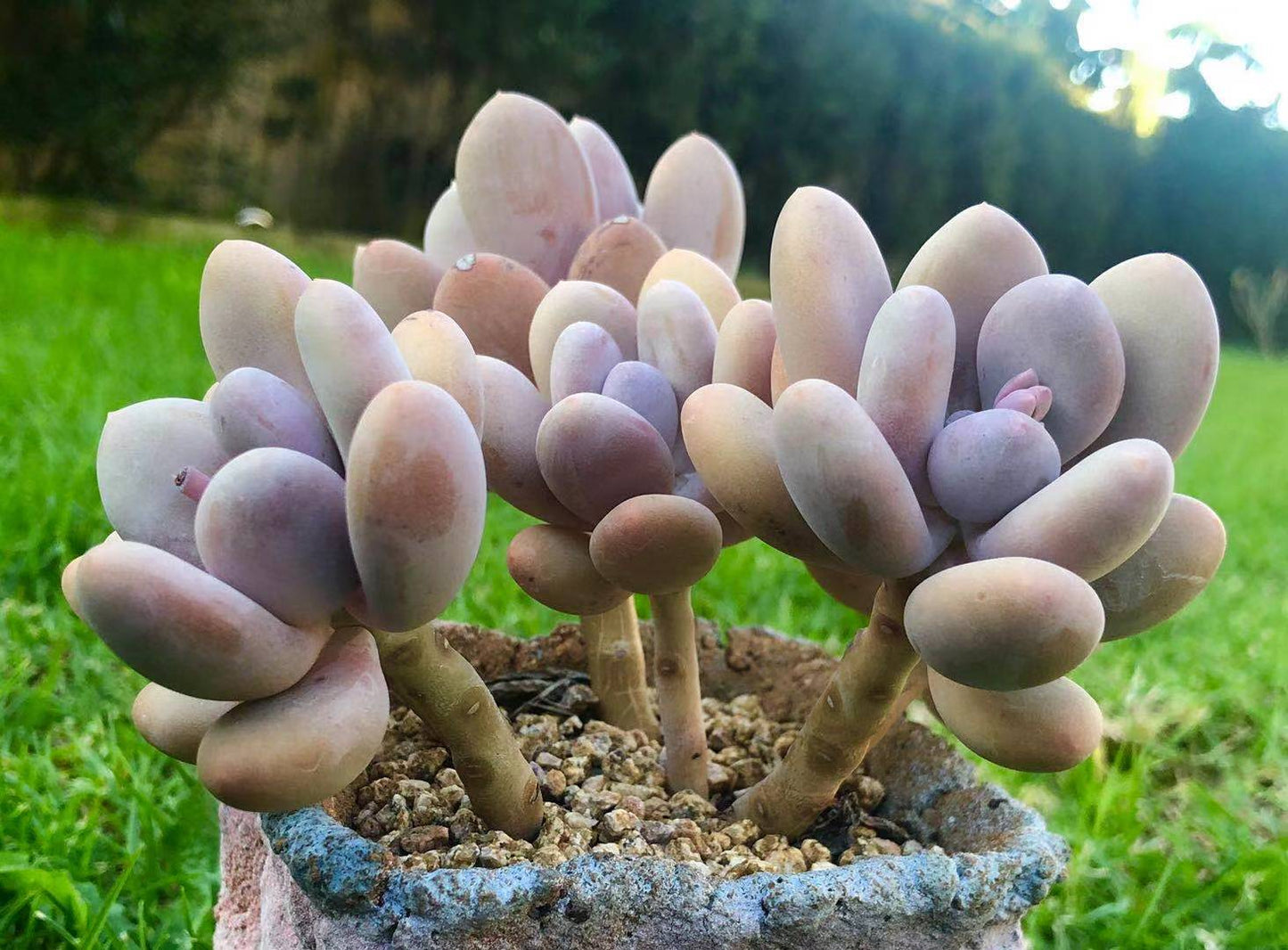 Pachyphytum orange snowball