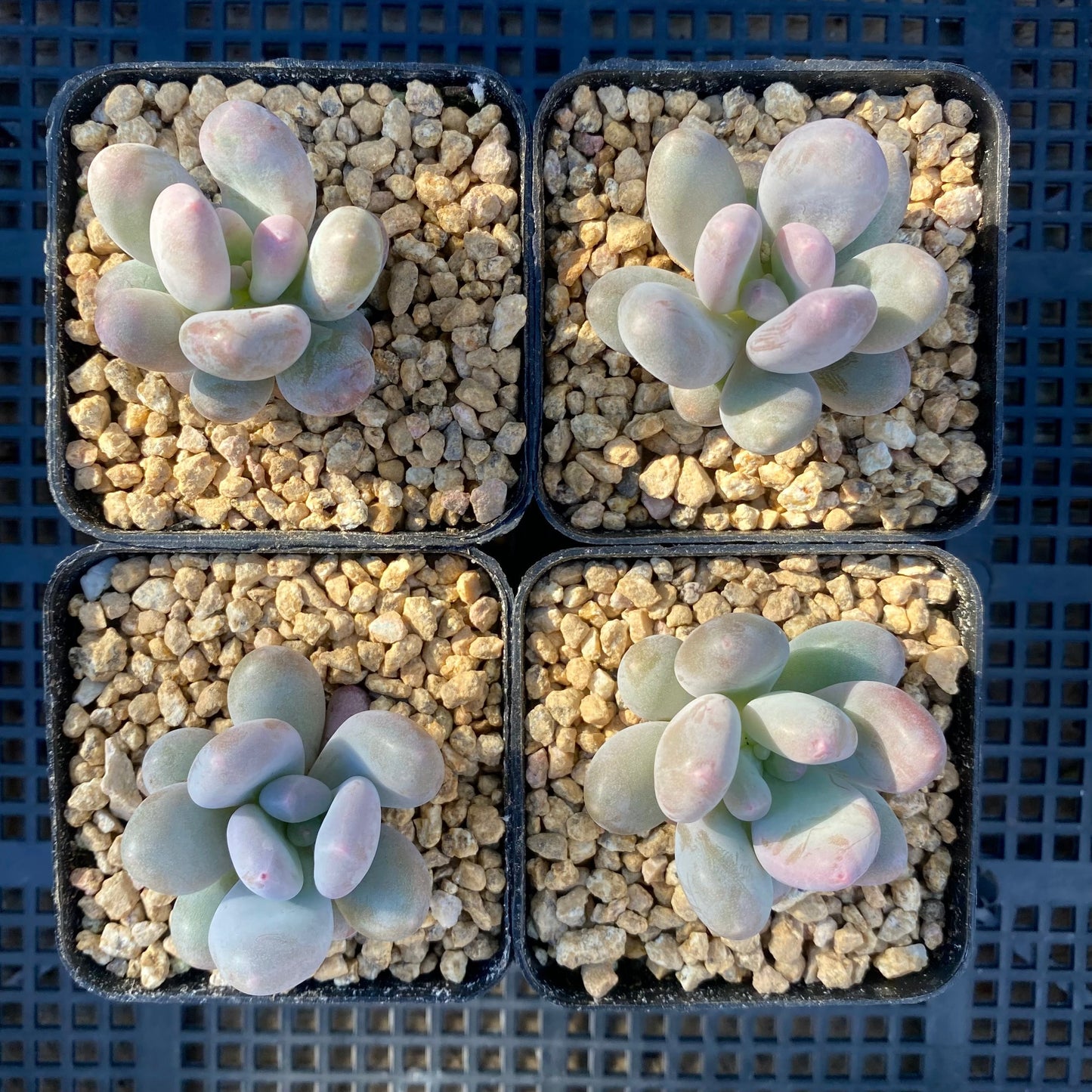 Pachyphytum orange snowball