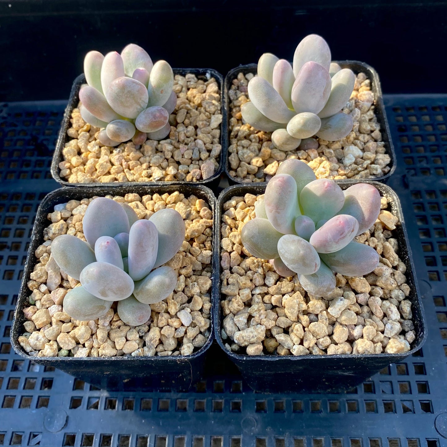 Pachyphytum orange snowball