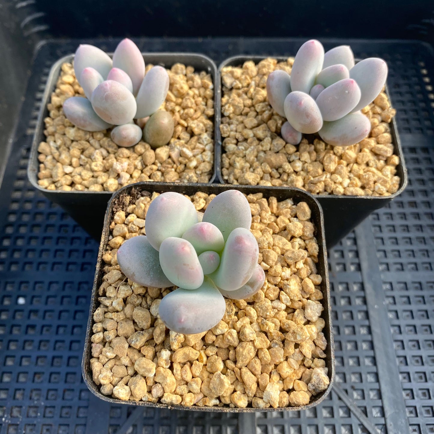 Pachyphytum orange snowball