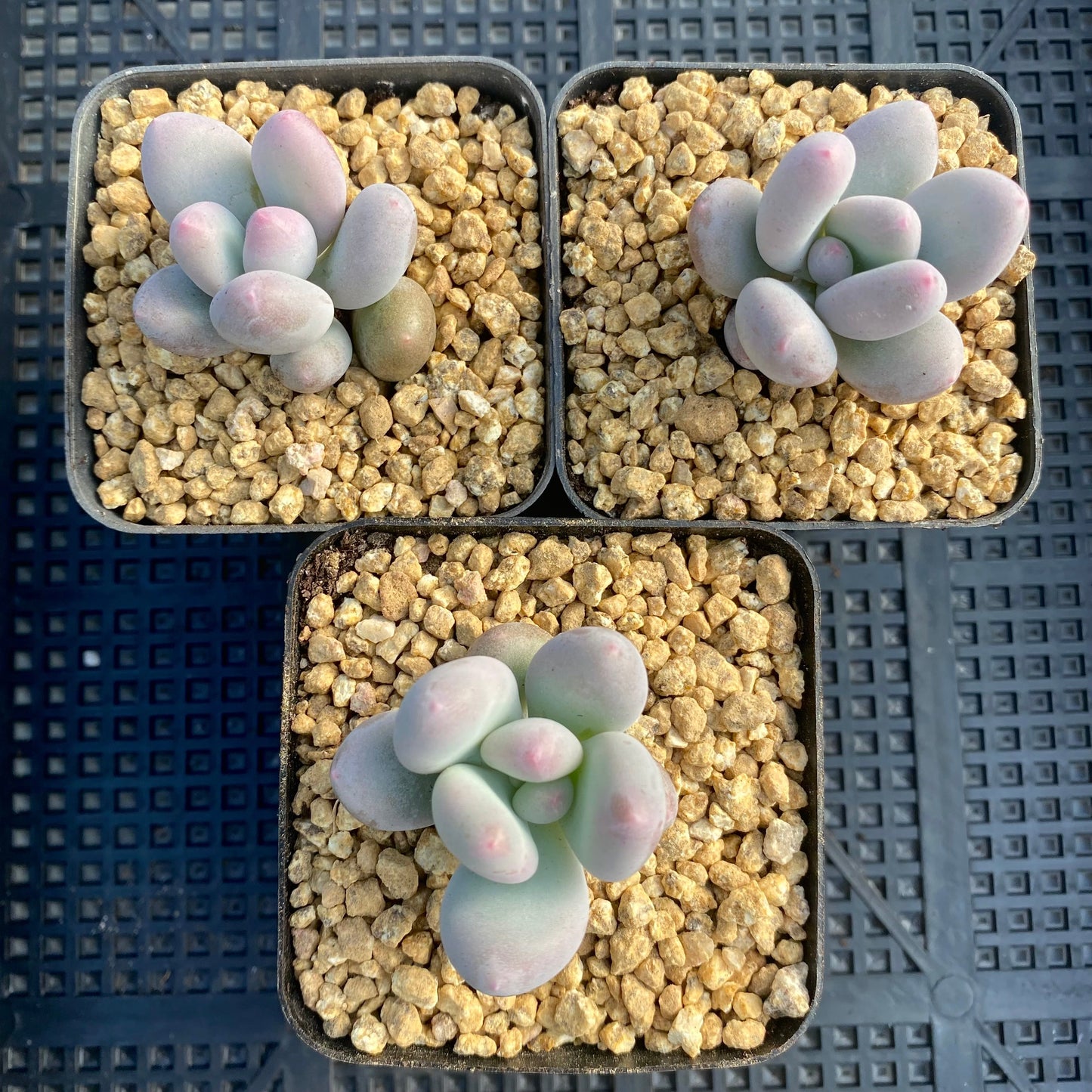 Pachyphytum orange snowball
