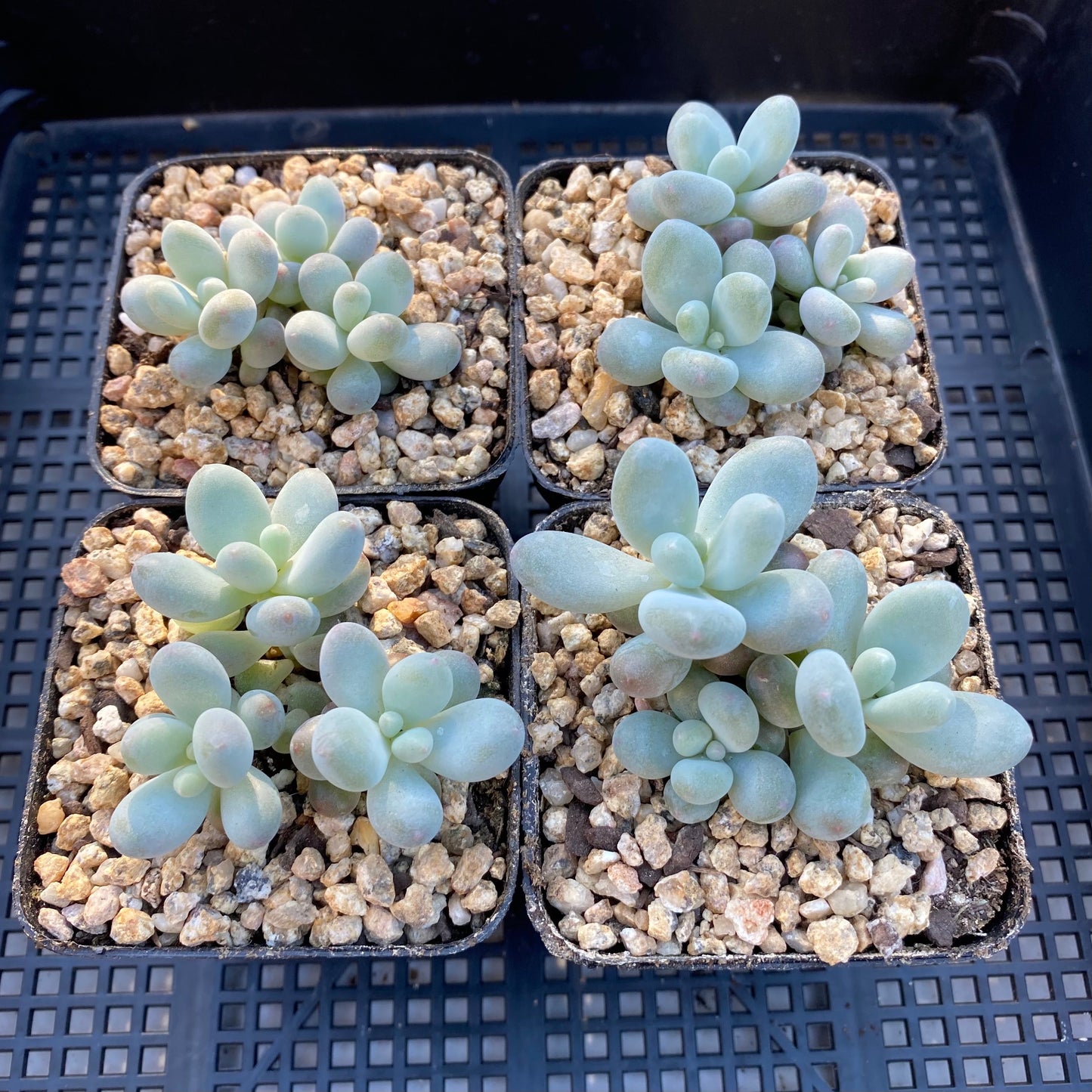 Pachyphytum orange snowball