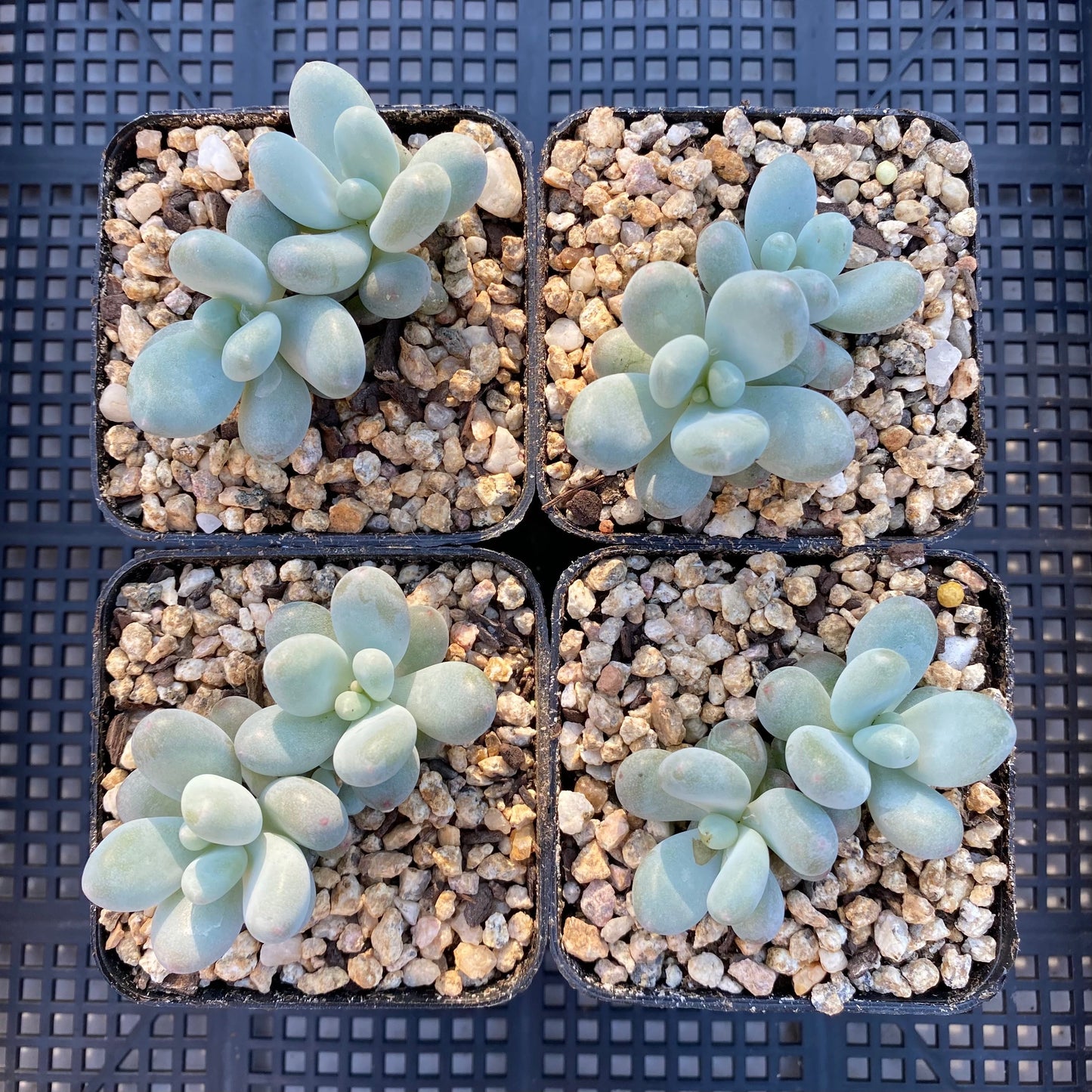 Pachyphytum orange snowball