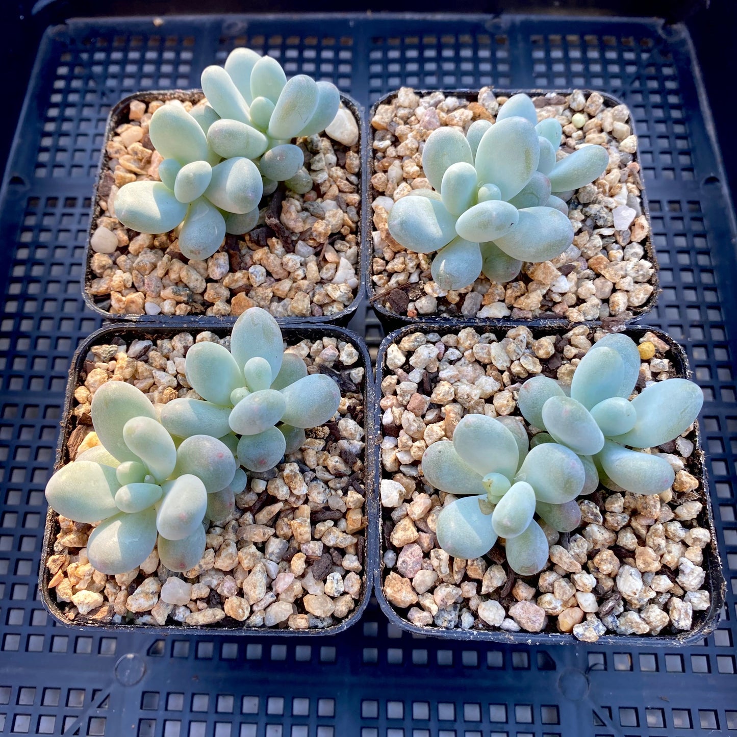 Pachyphytum orange snowball