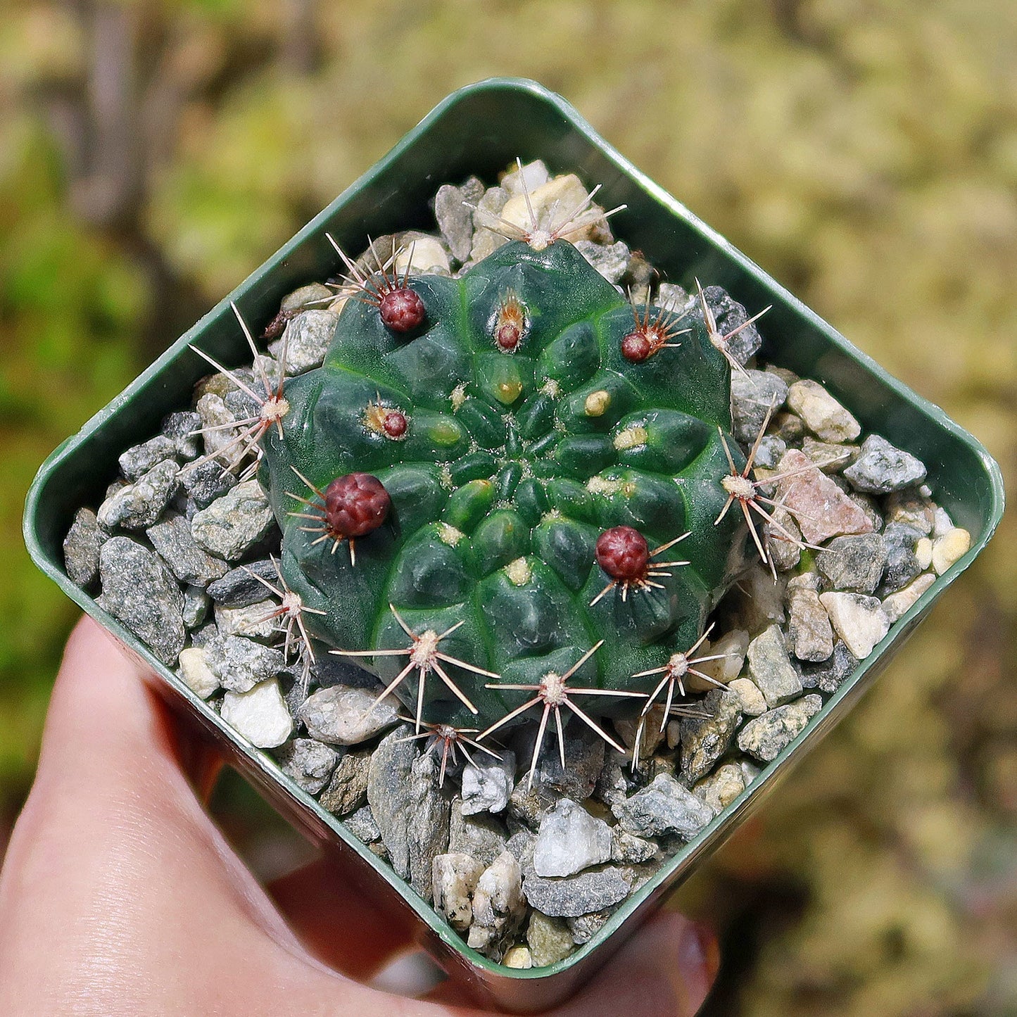 Chin Cactus - Gymnocalycium reductum 'leucodictyon'