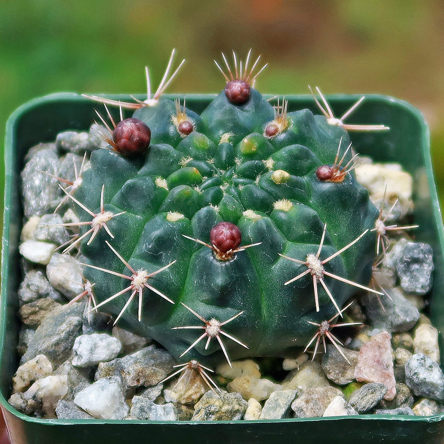 Chin Cactus - Gymnocalycium reductum 'leucodictyon'