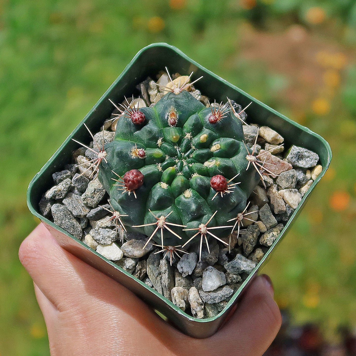 Chin Cactus - Gymnocalycium reductum 'leucodictyon'