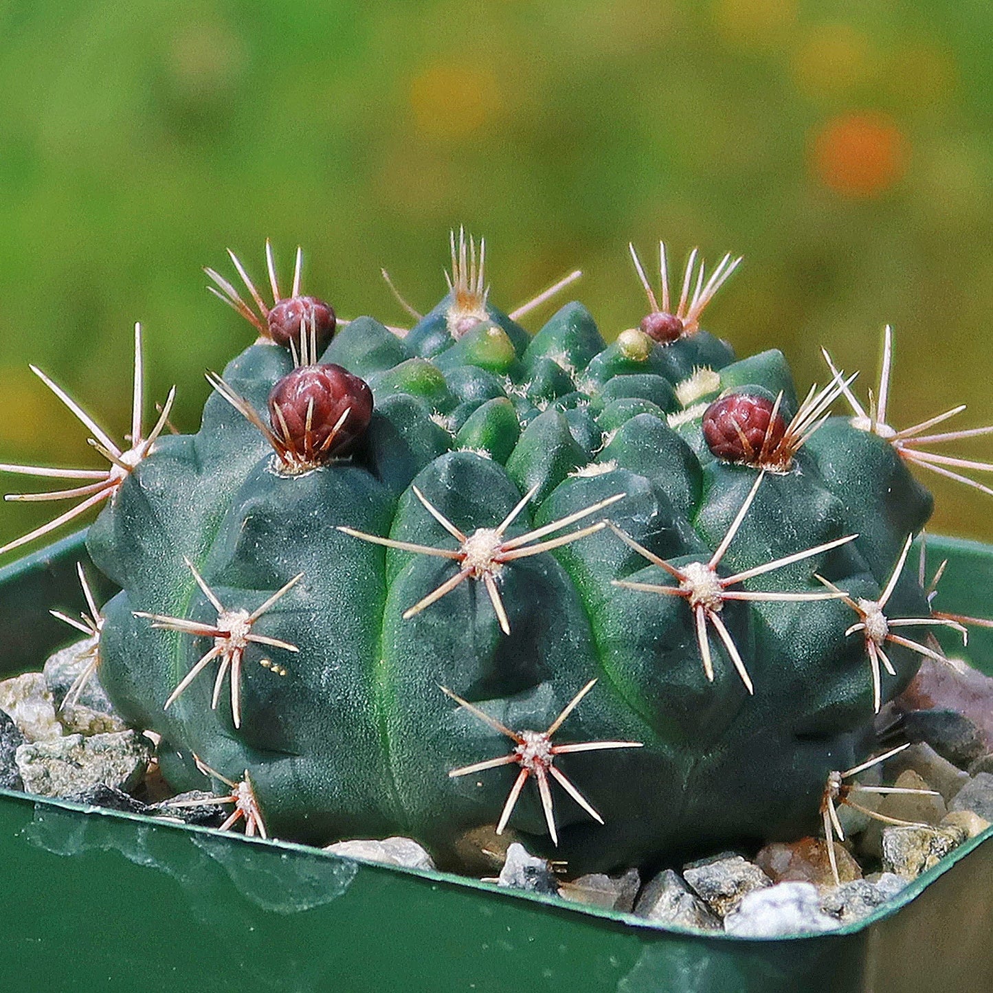 Chin Cactus - Gymnocalycium reductum 'leucodictyon'