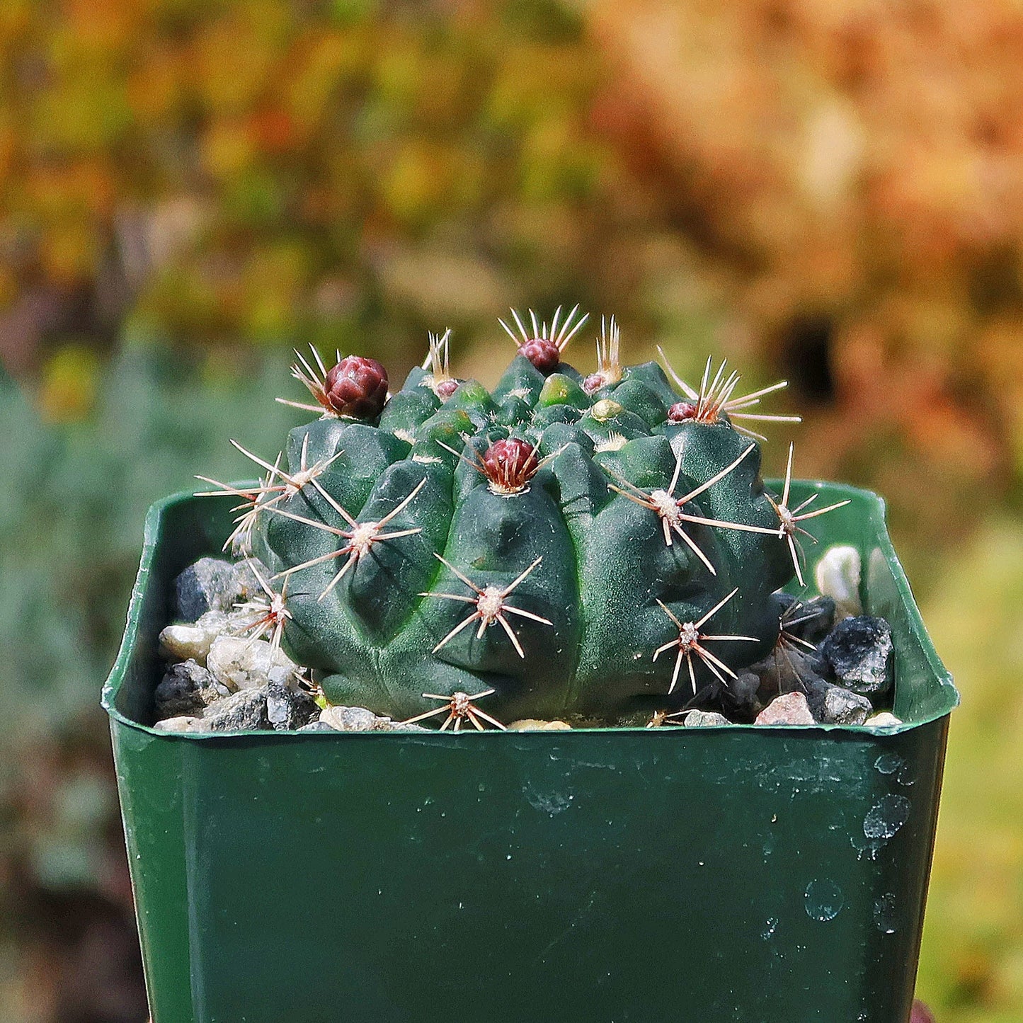 Chin Cactus - Gymnocalycium reductum 'leucodictyon'