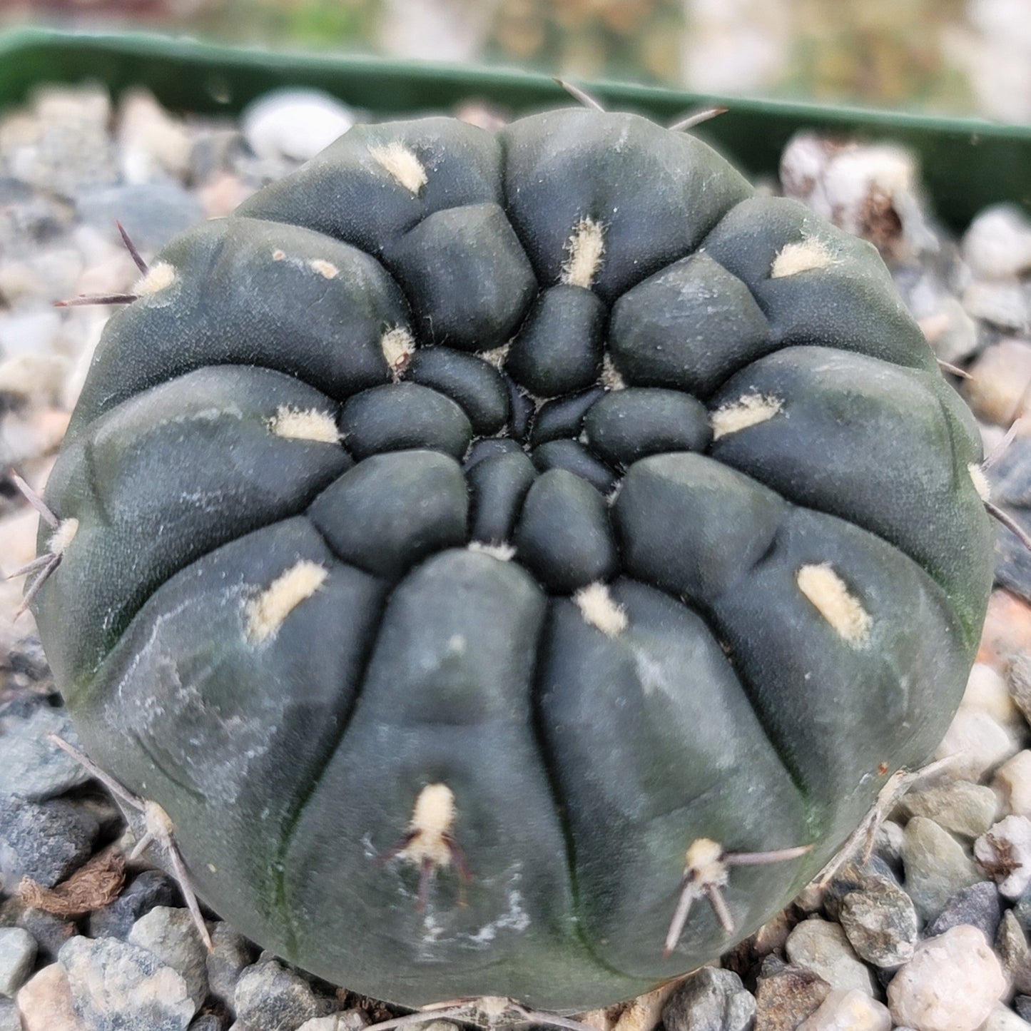 Gymnocalycium berchtii